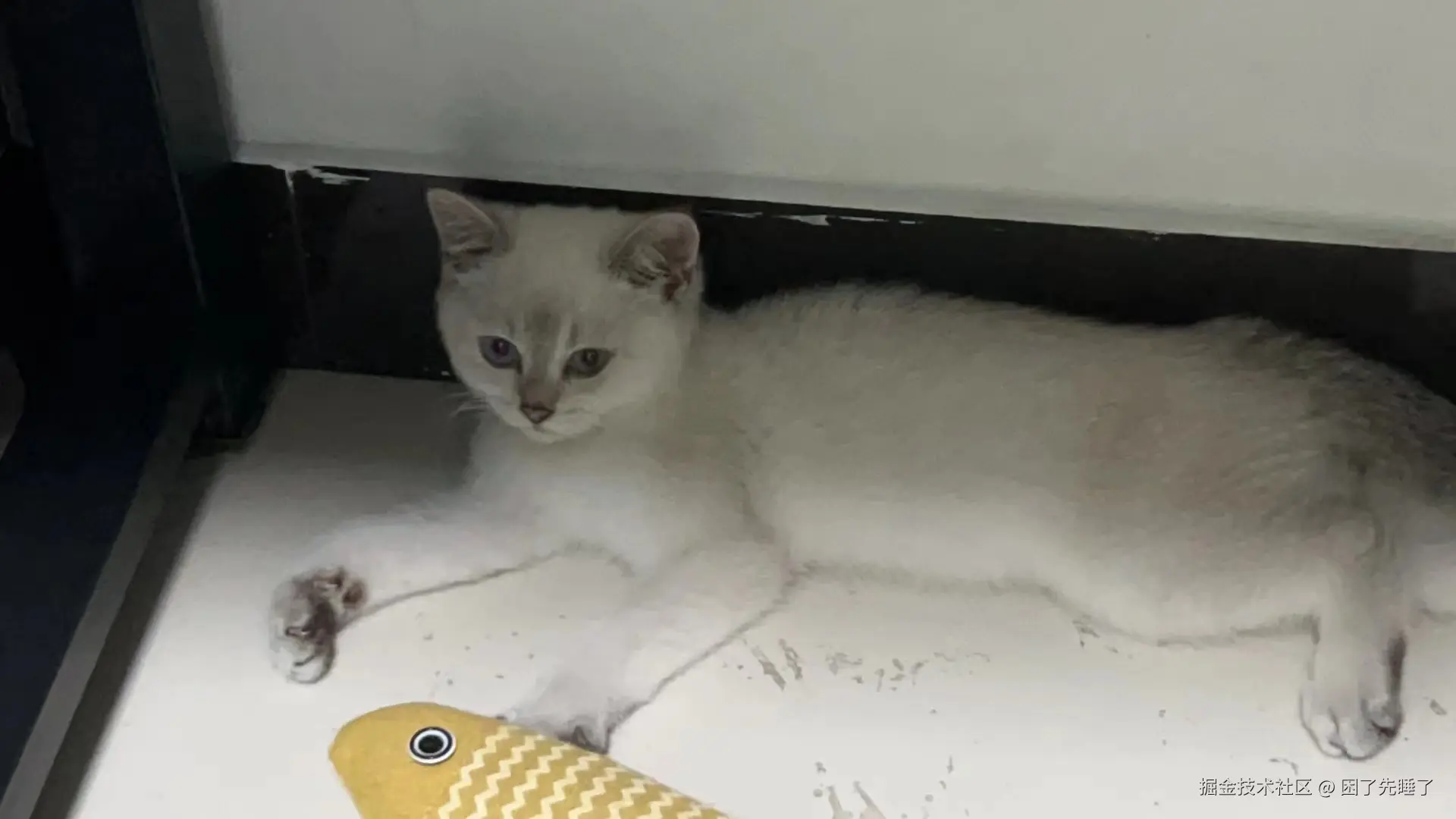 困了先睡了于2024-09-29 13:55发布的图片