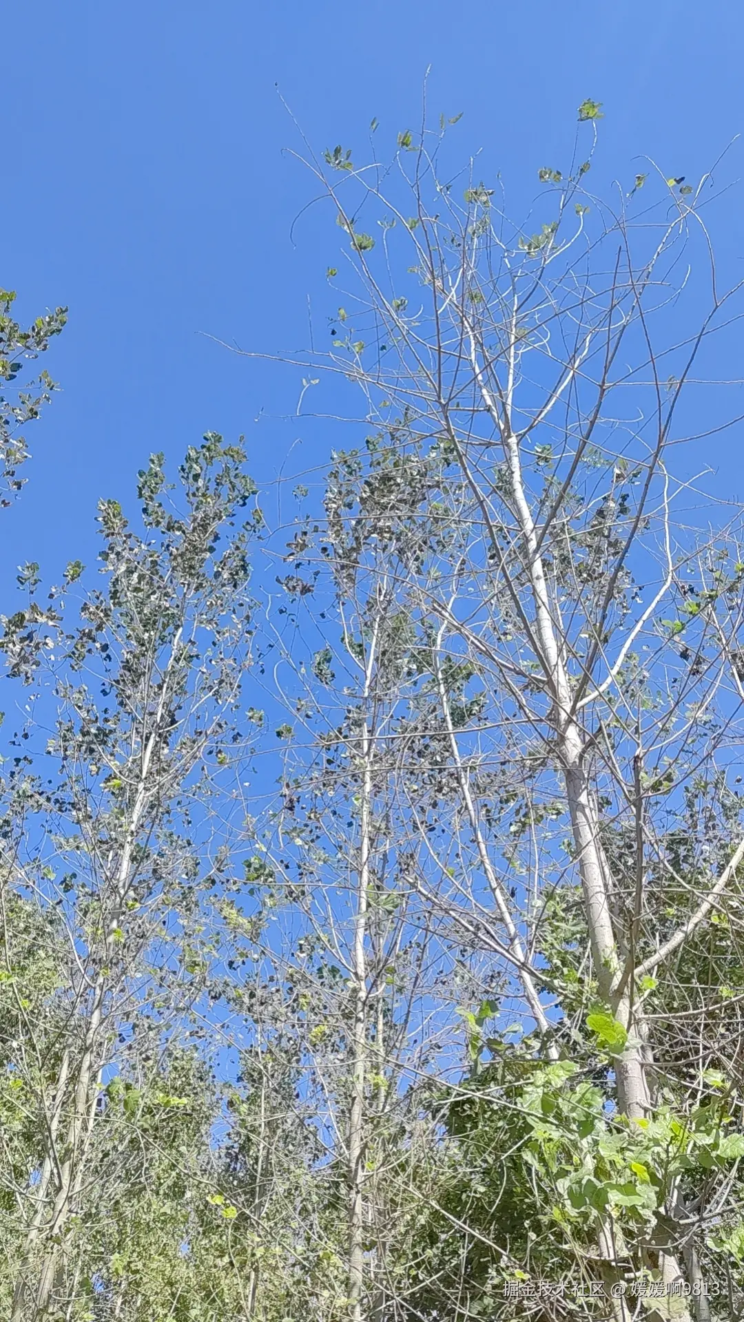 媛媛啊9813于2024-12-15 22:46发布的图片