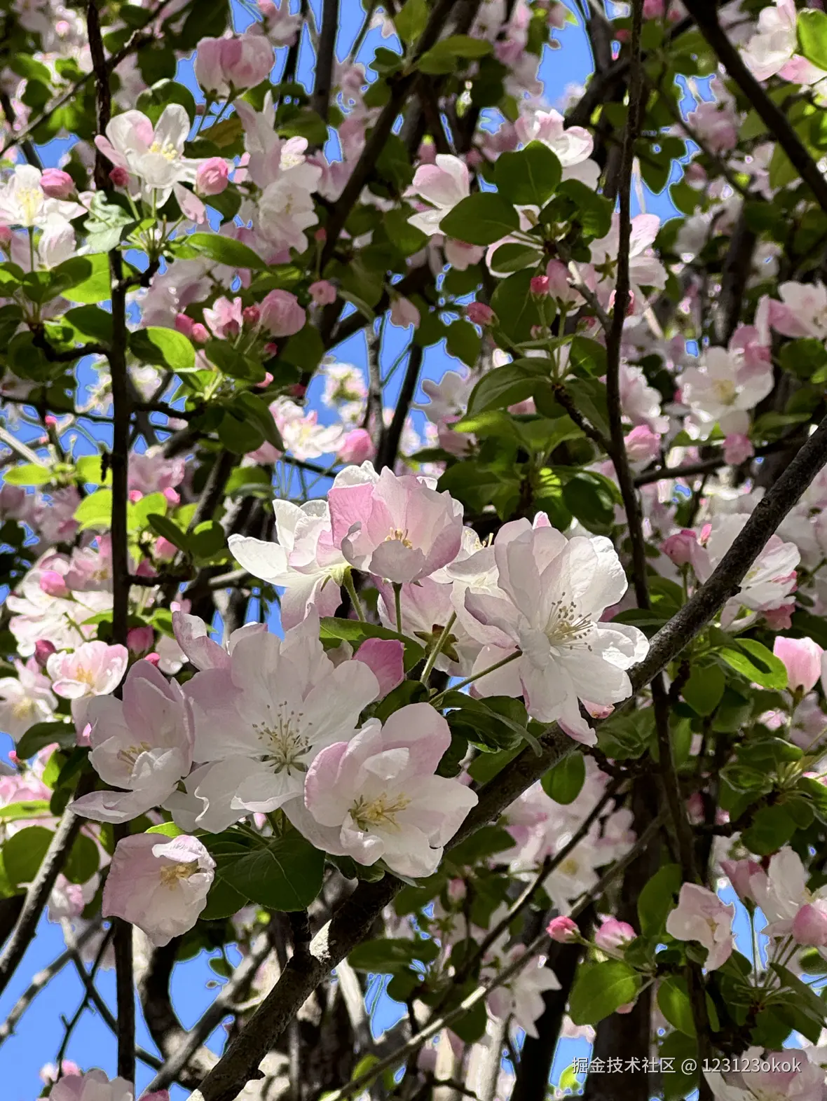 123123okok于2025-03-31 13:37发布的图片