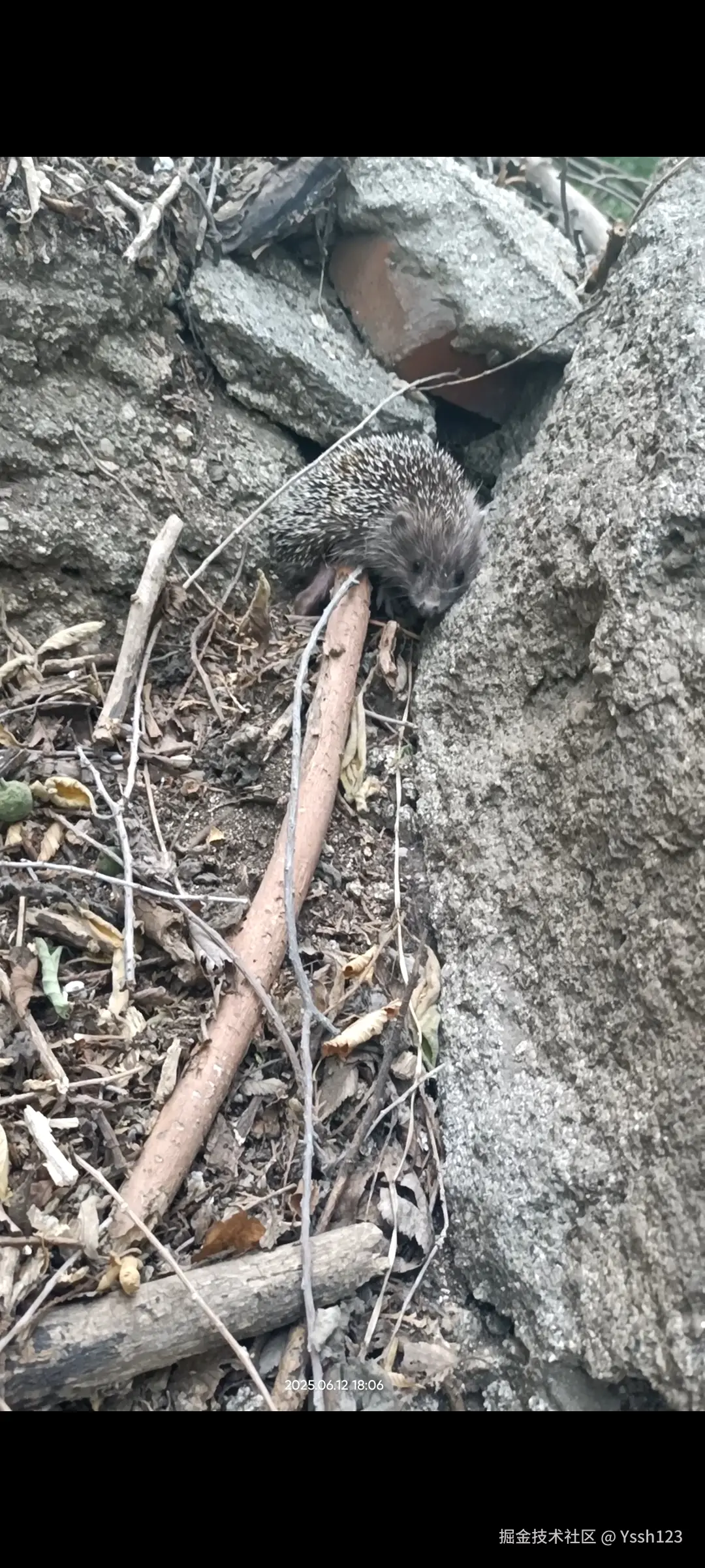 Yssh123于2025-06-13 17:07发布的图片