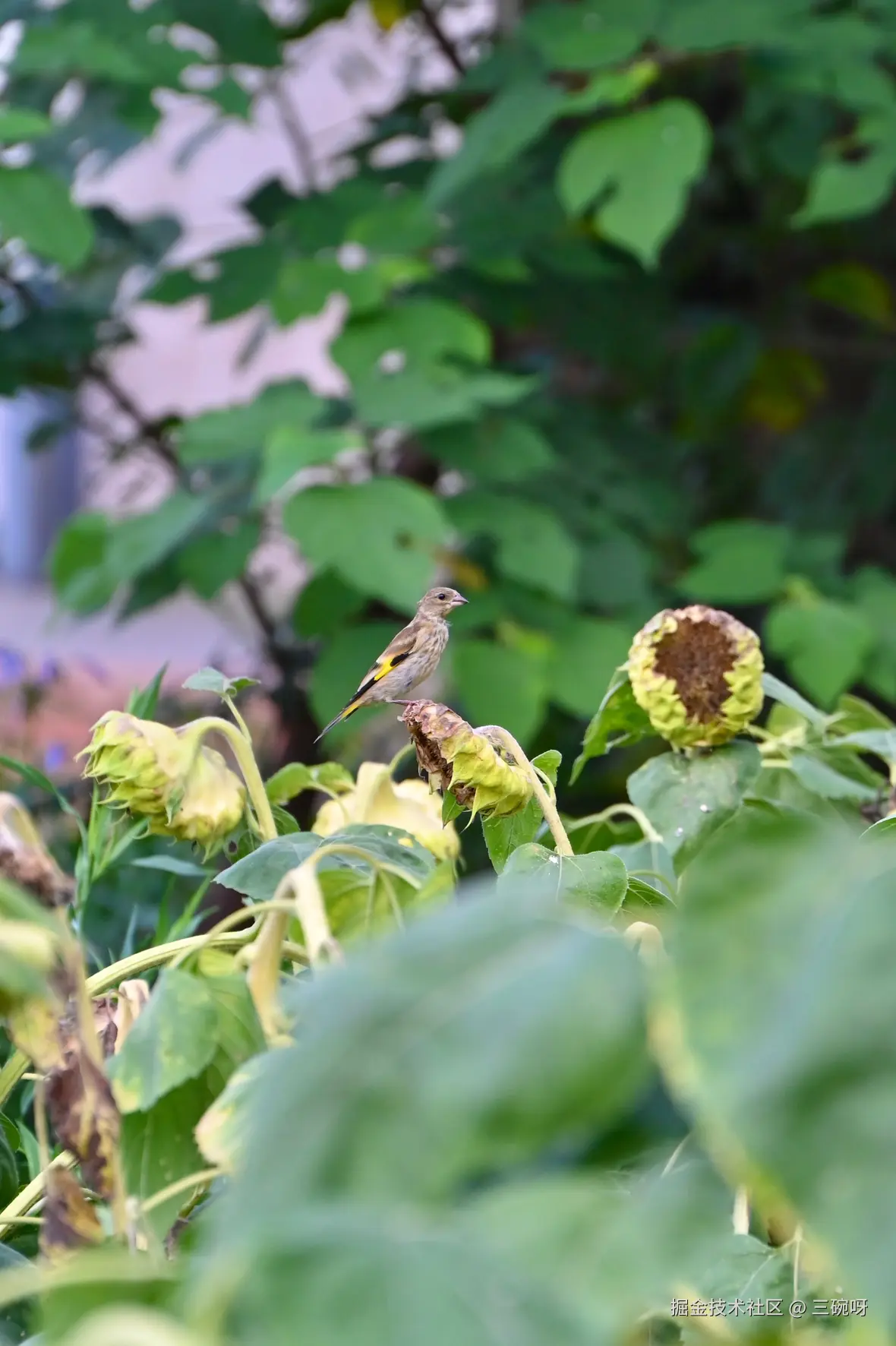 三碗呀于2025-07-09 10:10发布的图片