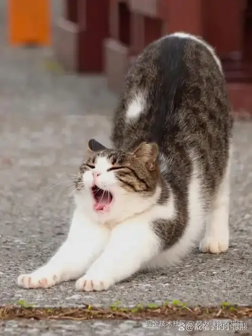 努力赚钱养猫猫于2024-11-25 15:57发布的图片