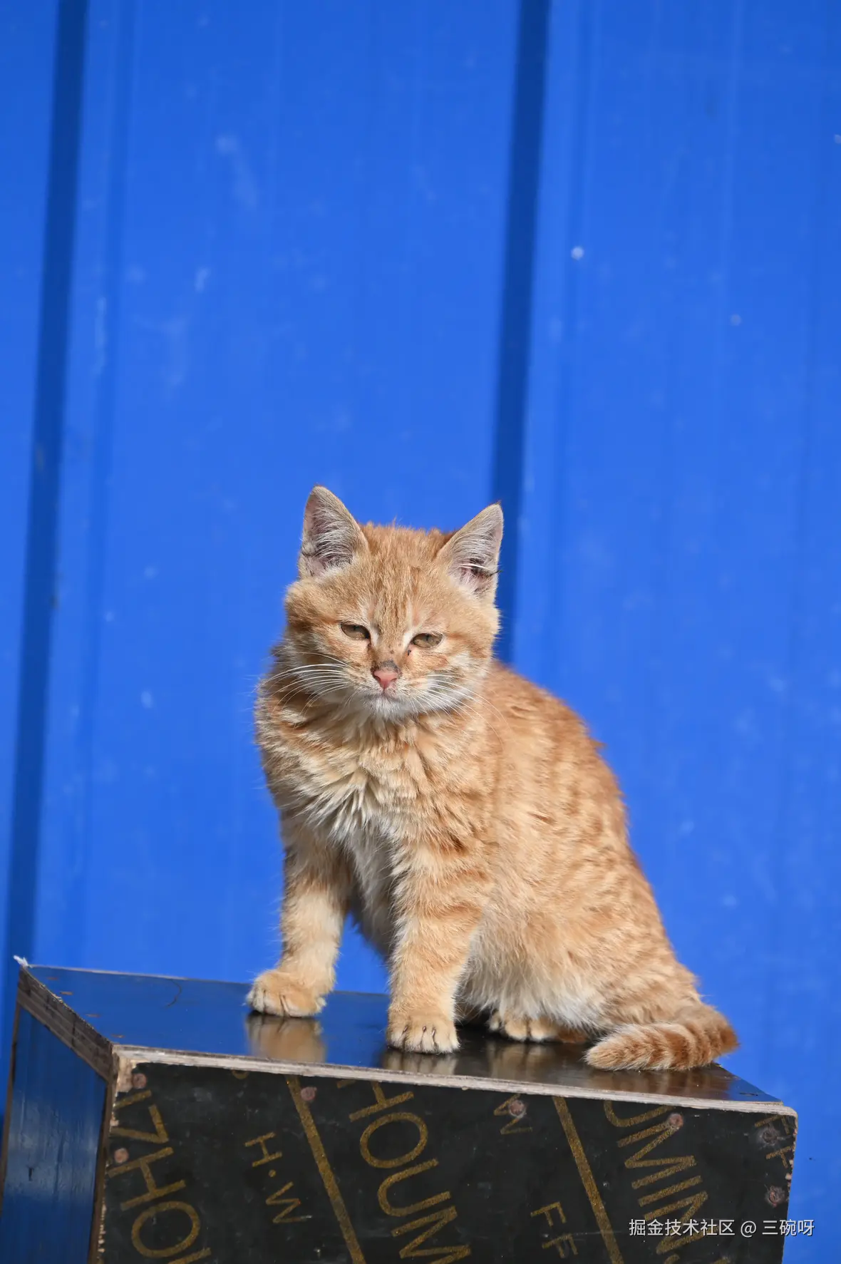 三碗呀于2025-01-13 16:23发布的图片