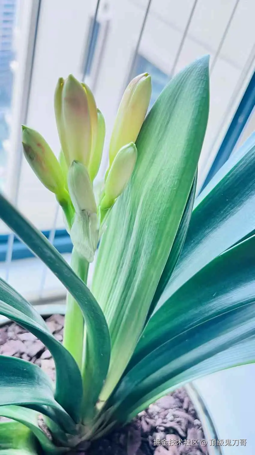 顶级鬼刀哥于2025-02-17 11:17发布的图片