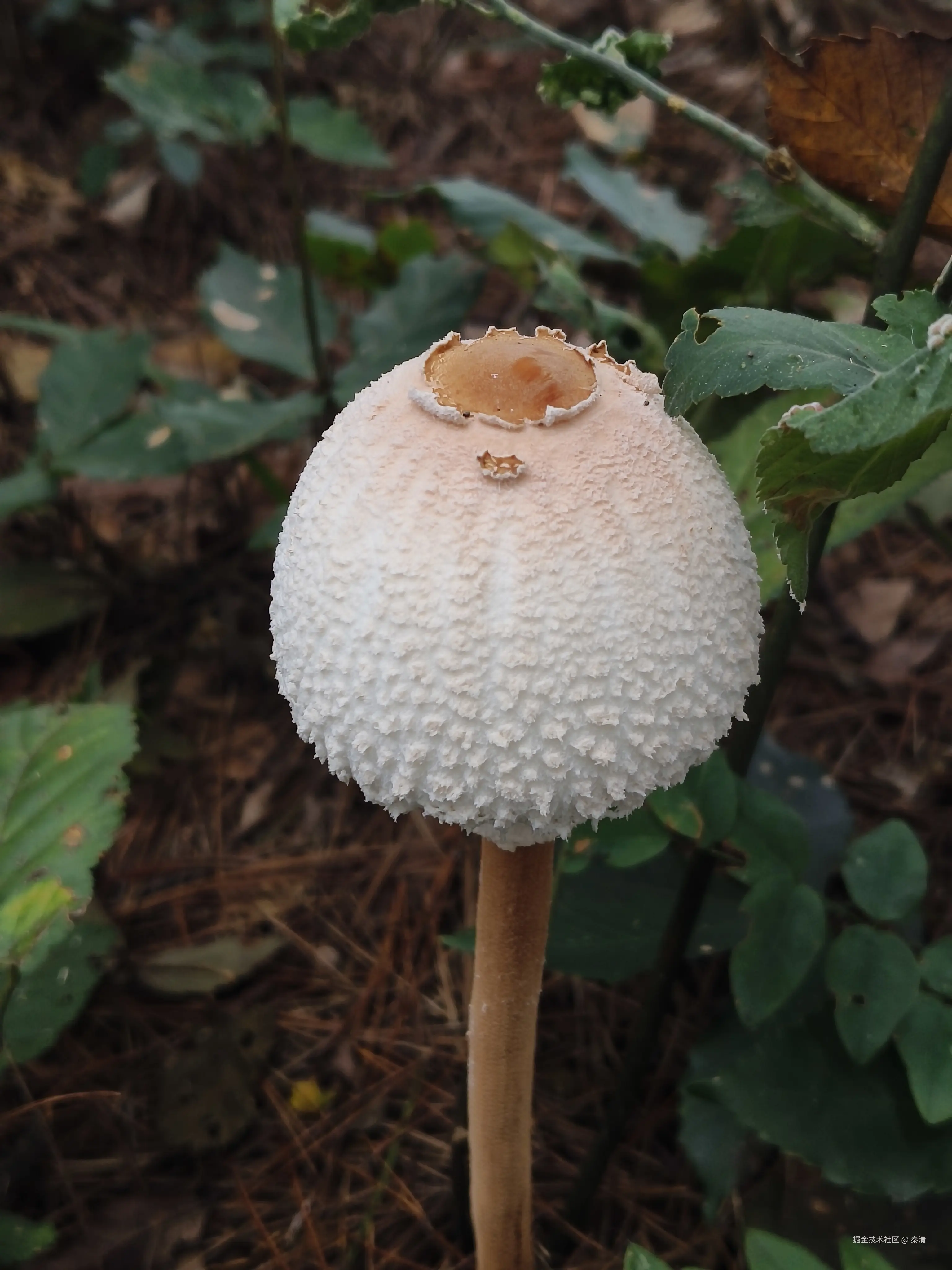 秦清于2025-09-30 09:18发布的图片