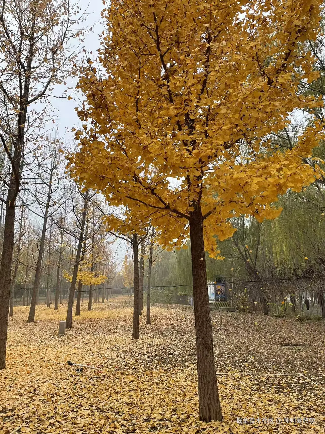 帅帅爱数学于2024-11-15 13:21发布的图片