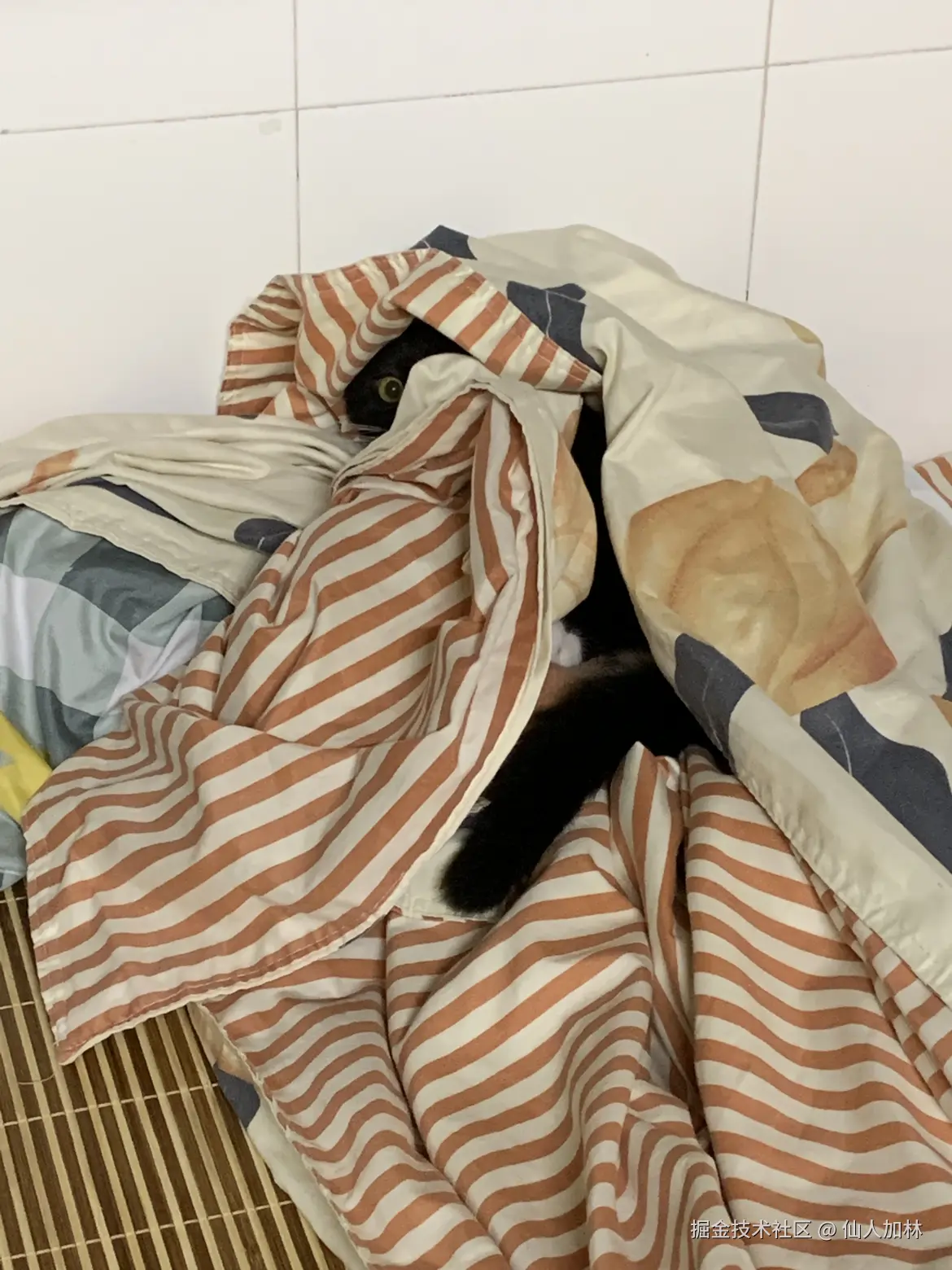 仙人加林于2024-12-07 14:37发布的图片