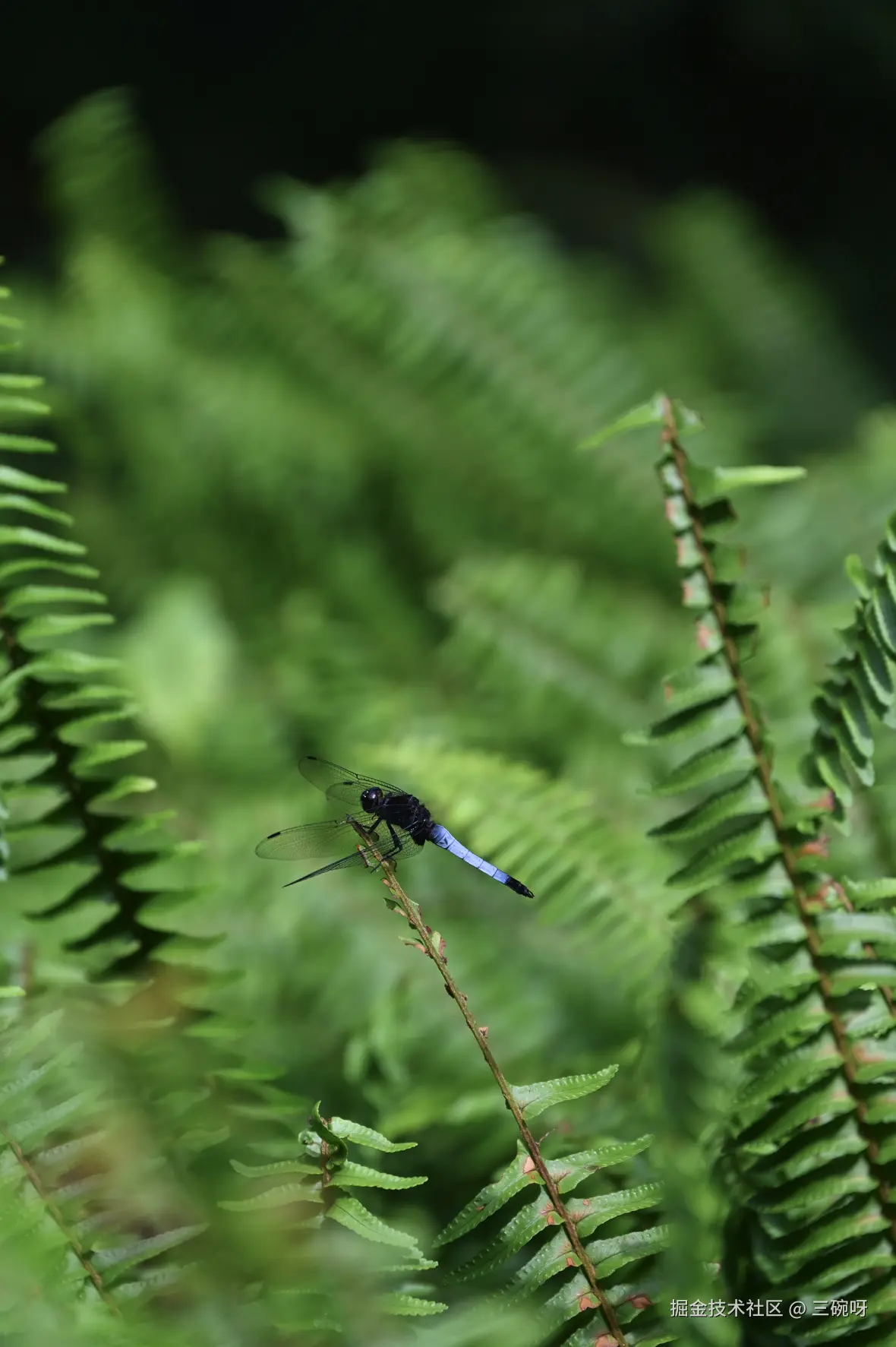 三碗呀于2025-07-07 10:07发布的图片