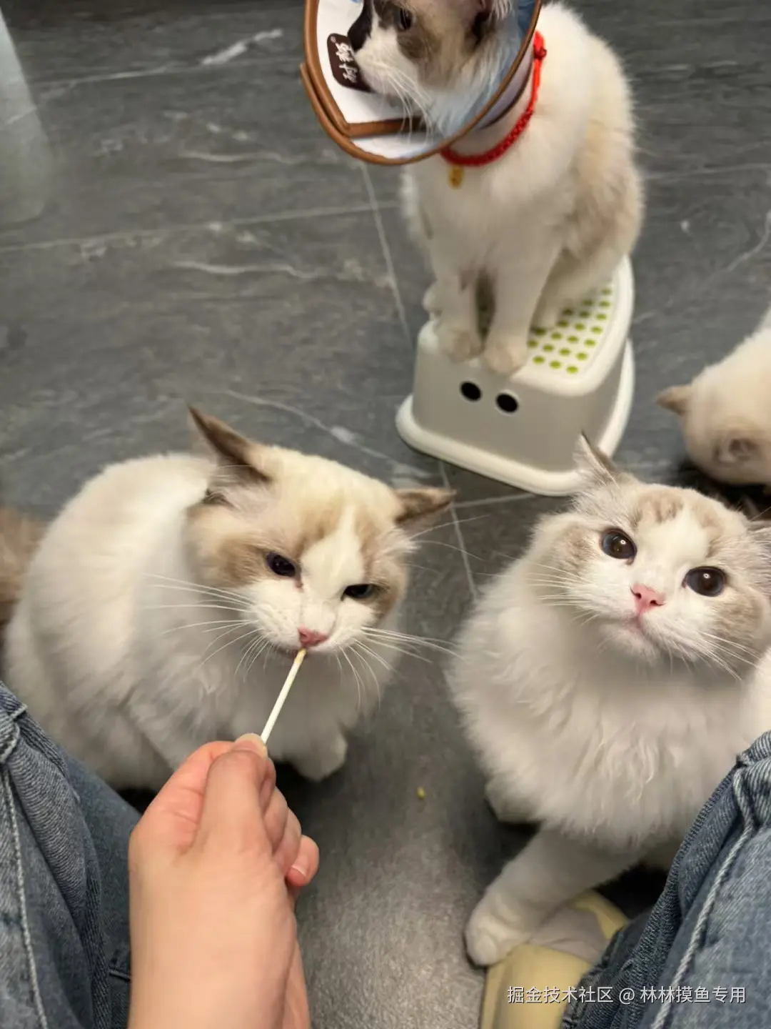 林林摸鱼专用于2024-10-29 11:33发布的图片