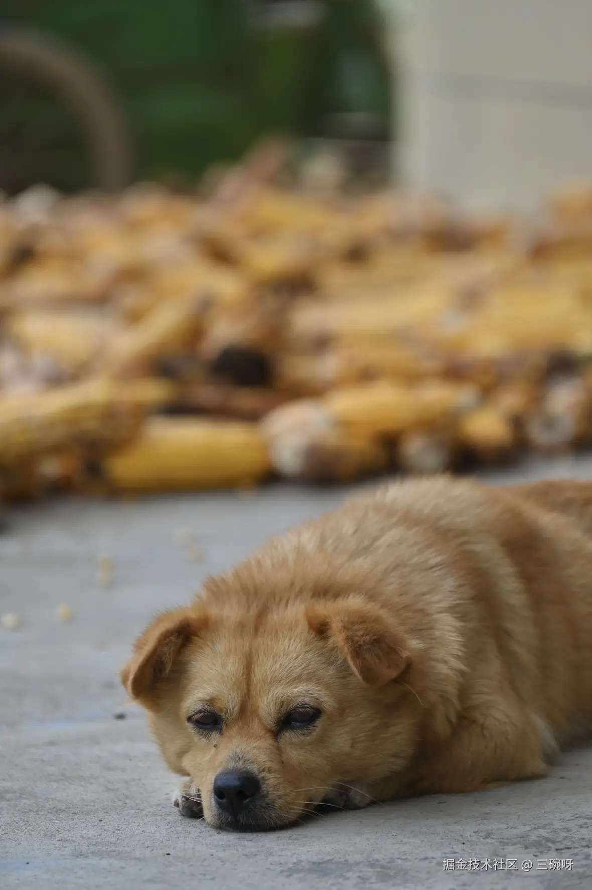 三碗呀于2025-09-10 01:34发布的图片