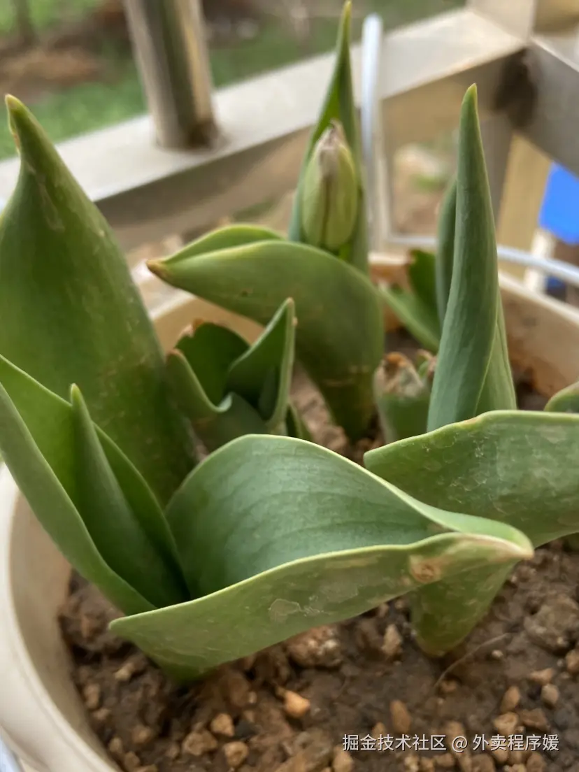 外卖程序媛于2026-03-25 09:30发布的图片