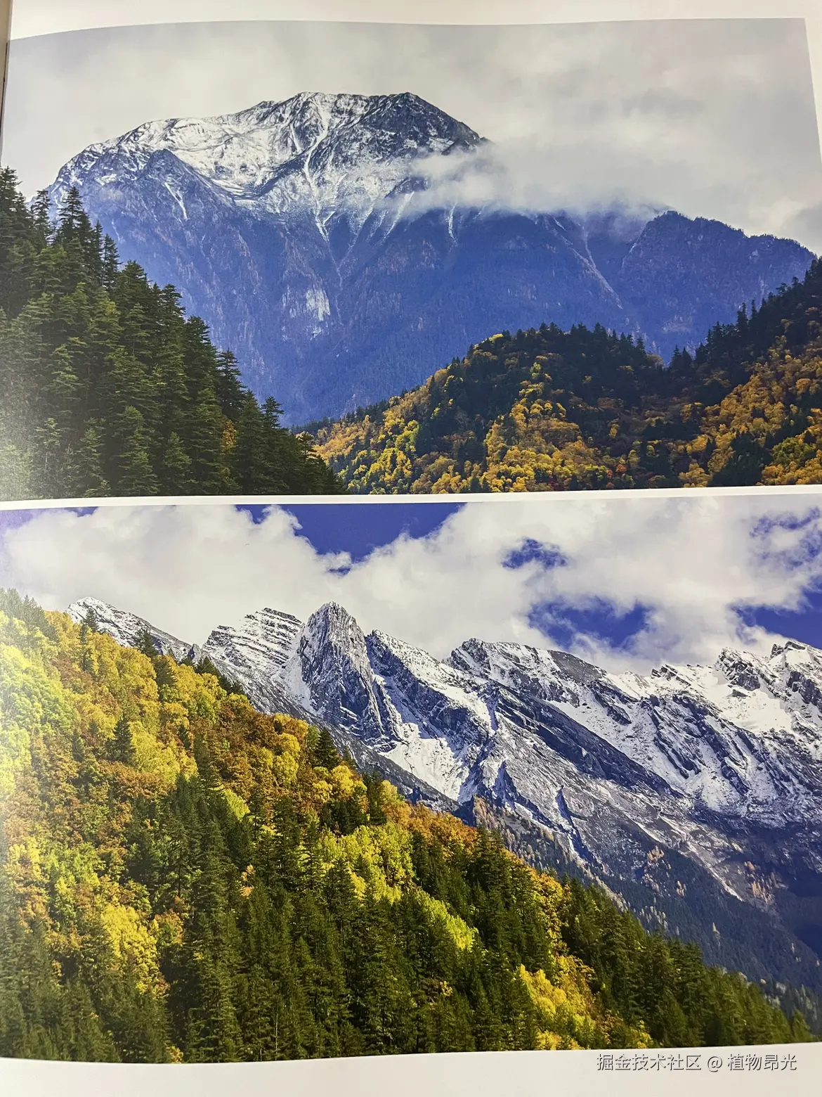 植物昂光于2026-03-10 21:49发布的图片