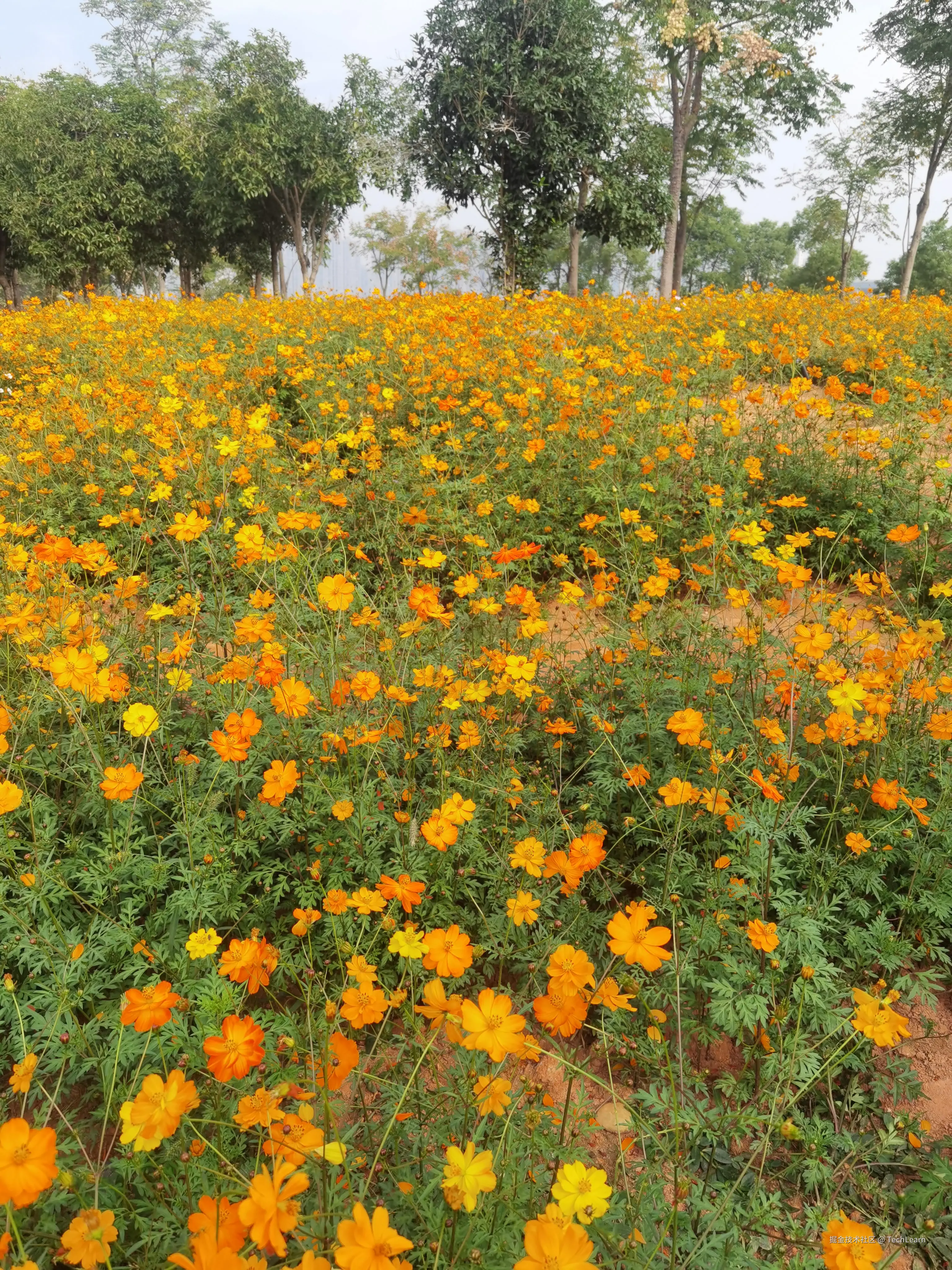 TechLearn于2024-11-09 09:36发布的图片