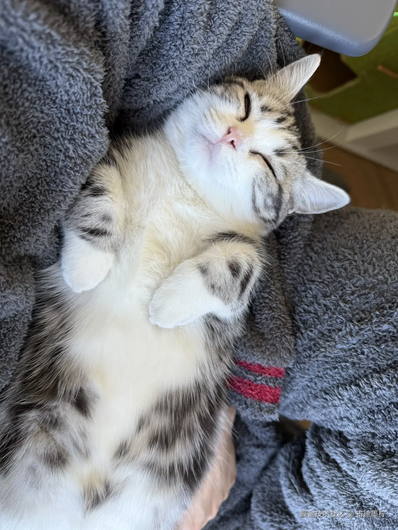 古德墨柠于2026-02-09 17:58发布的图片