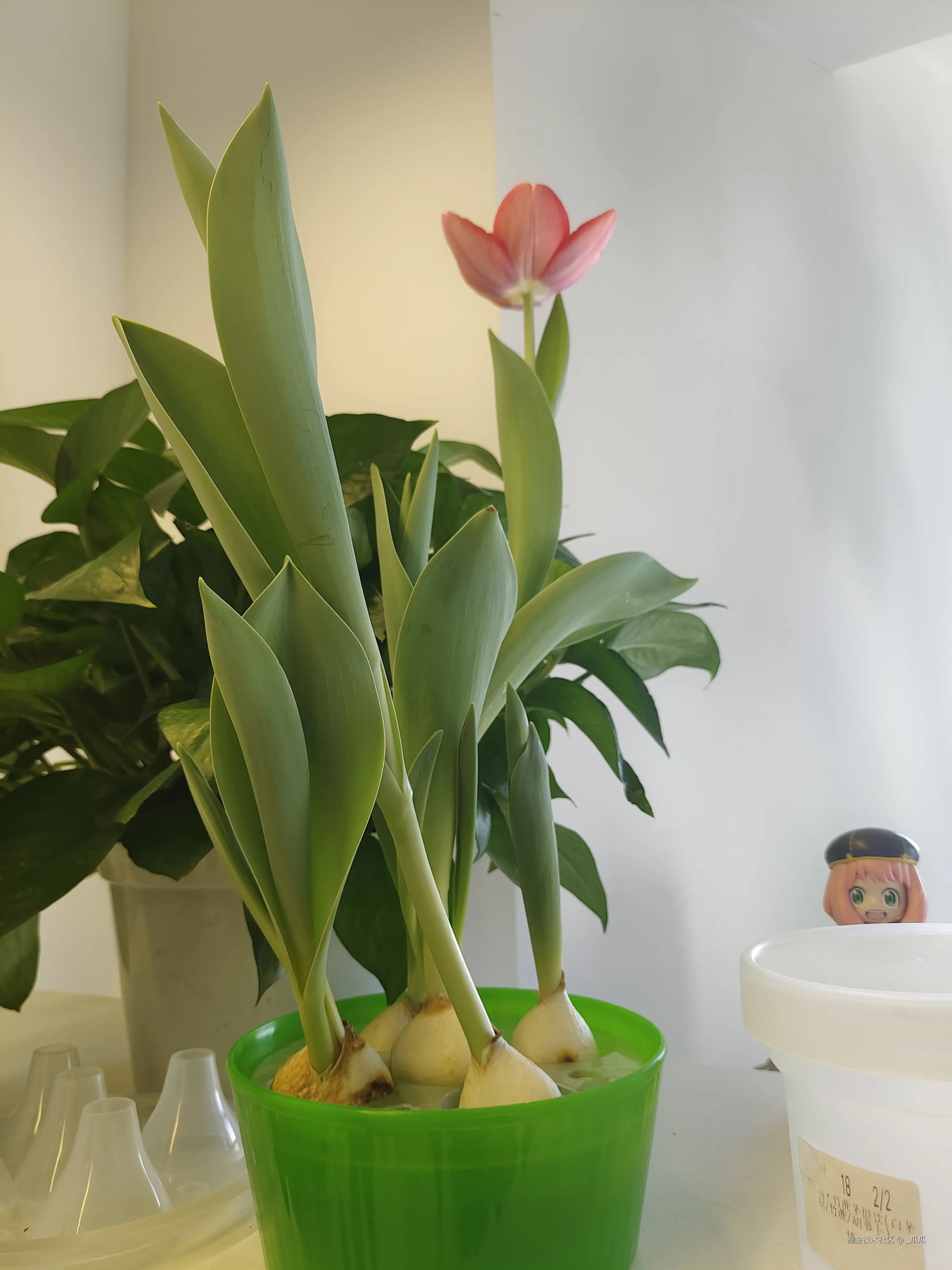 _瓜瓜于2025-03-12 01:25发布的图片