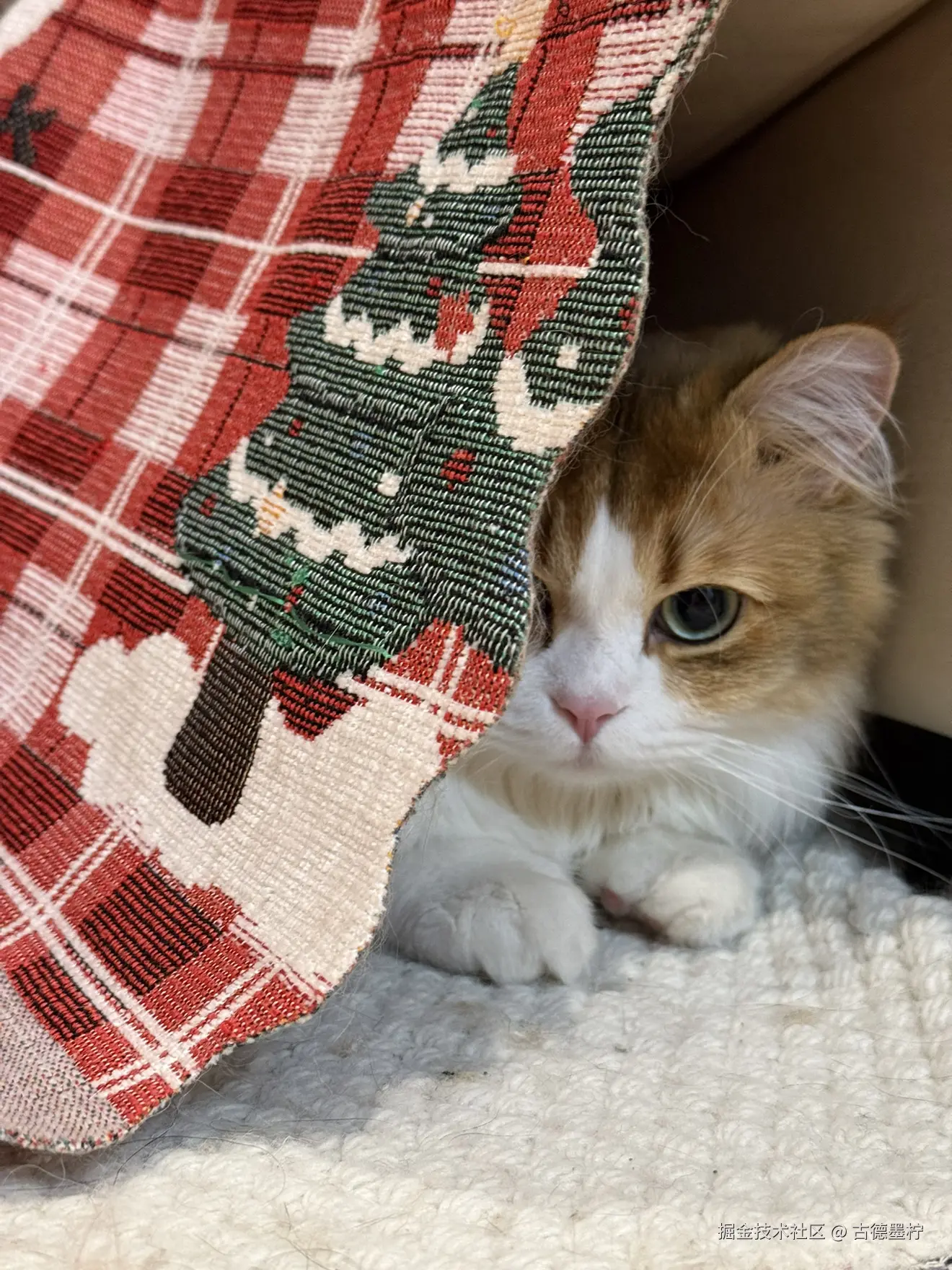 古德墨柠于2026-02-06 16:48发布的图片