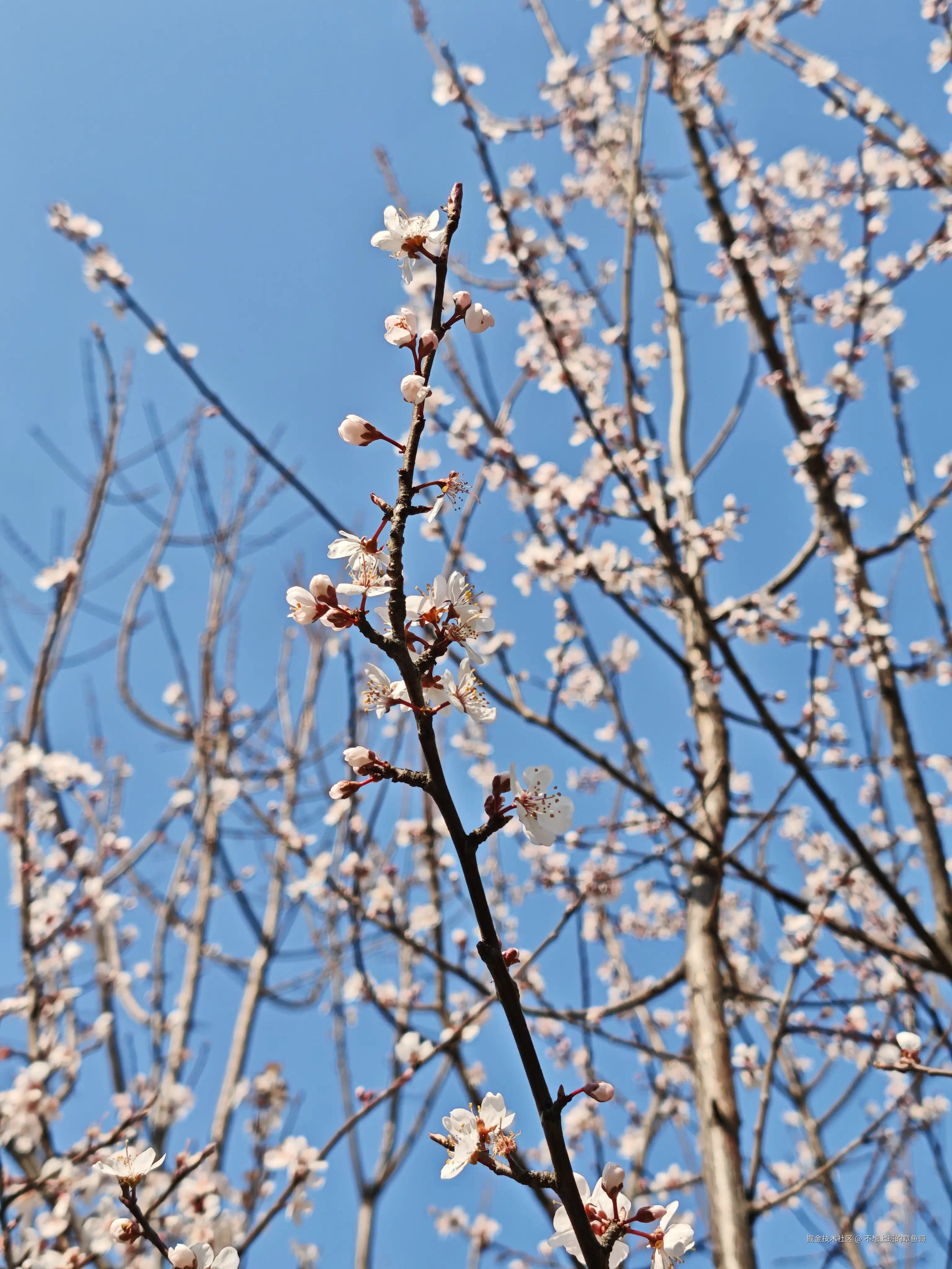 不想上班的章鱼哥于2025-03-21 15:03发布的图片