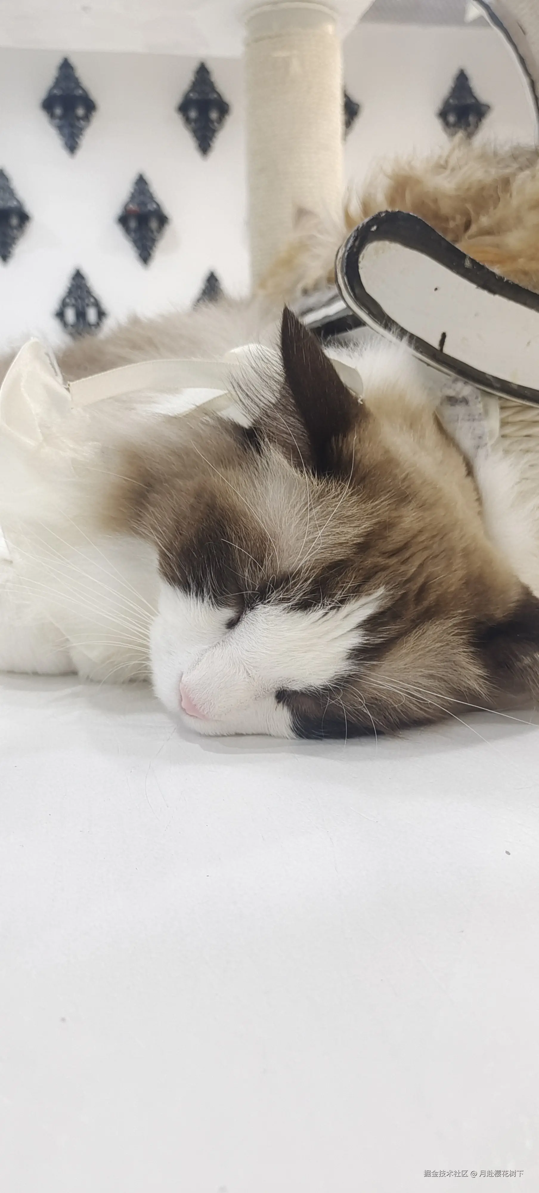 月赴樱花树下于2024-11-04 14:14发布的图片