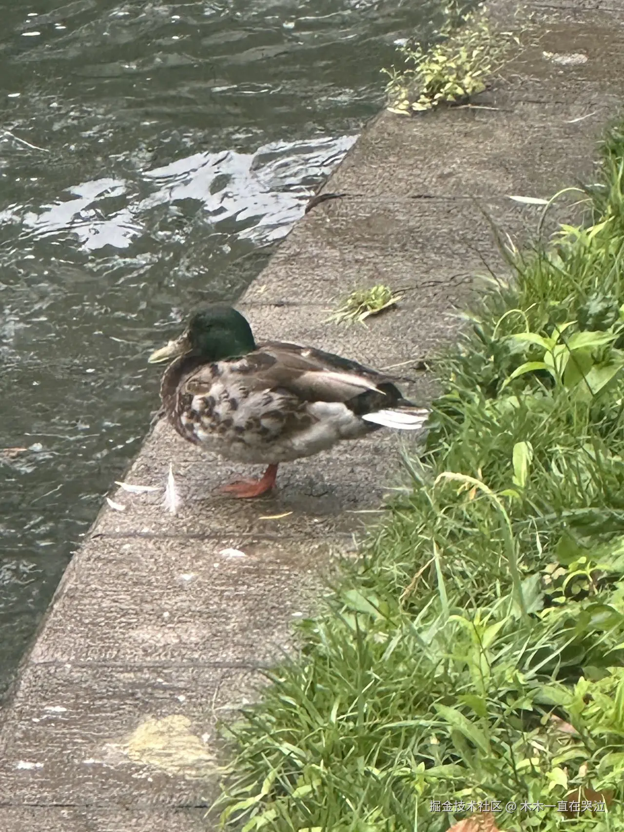 木木一直在哭泣于2024-07-18 15:01发布的图片