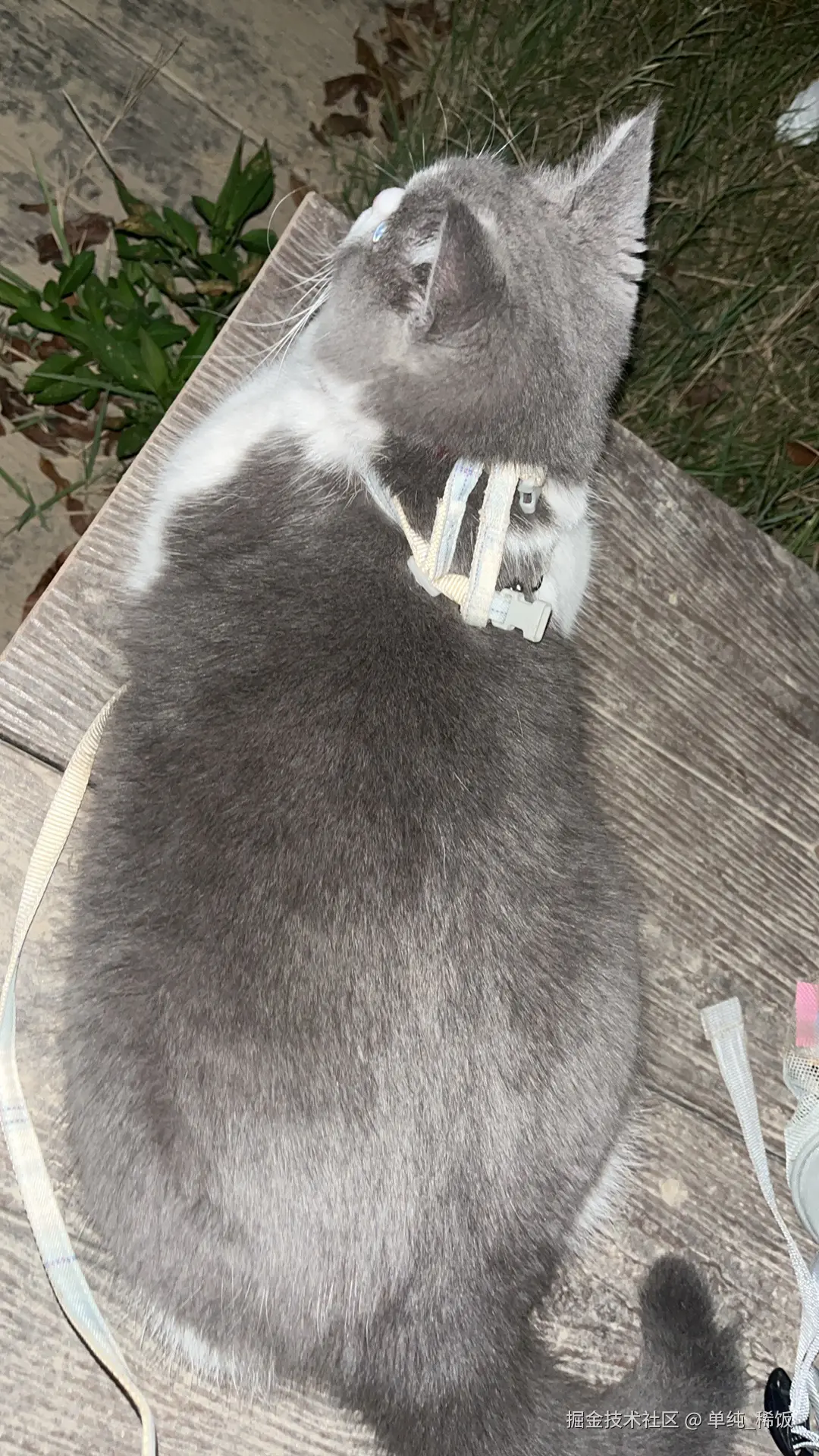 单纯_稀饭于2024-07-22 08:06发布的图片