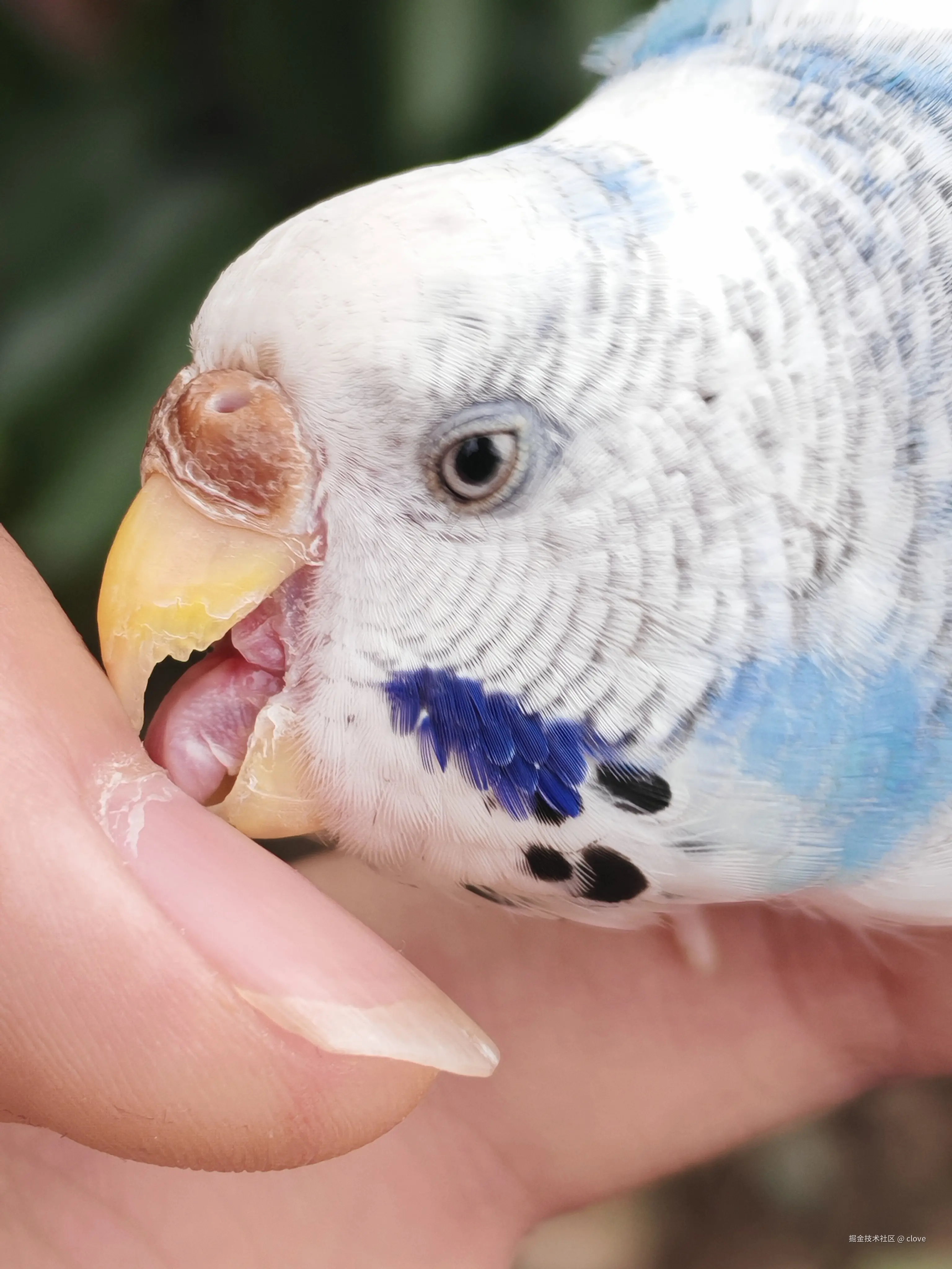 clove于2026-03-15 19:57发布的图片