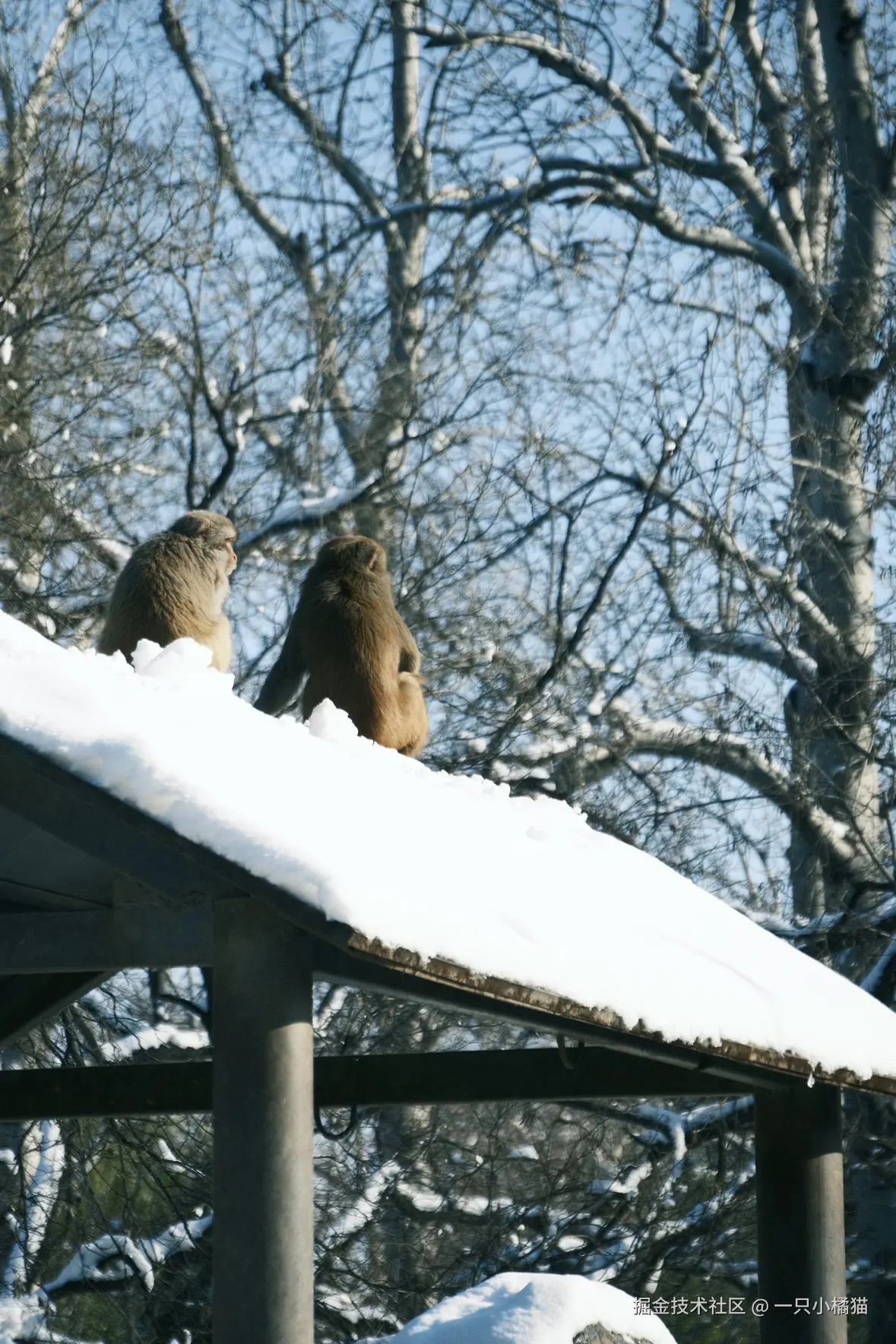 一只小橘猫于2025-12-15 11:02发布的图片