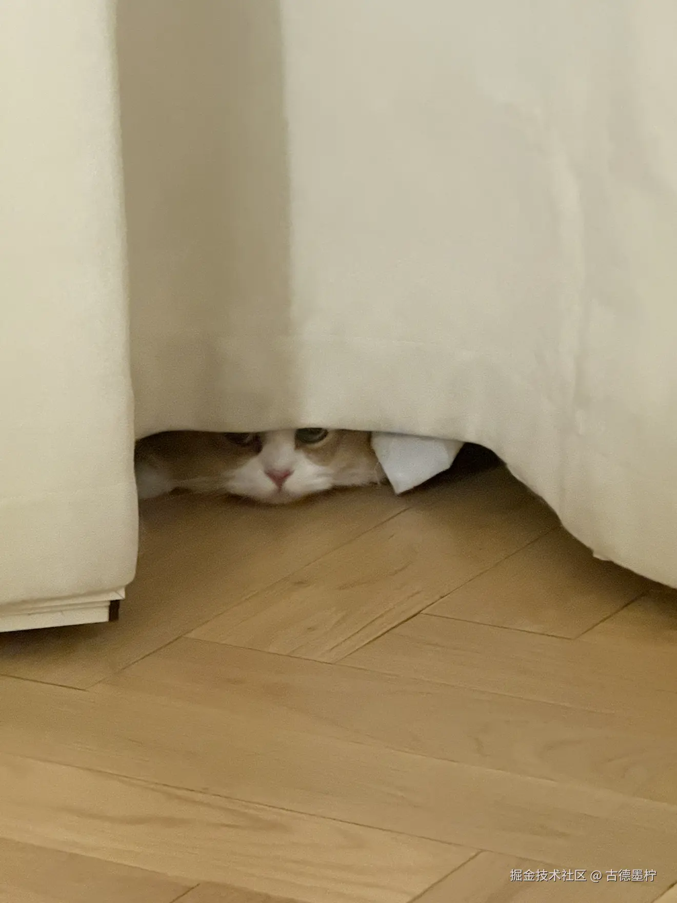 古德墨柠于2025-07-15 08:54发布的图片