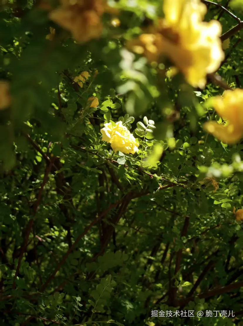 脆丁壳儿于2026-04-20 16:01发布的图片