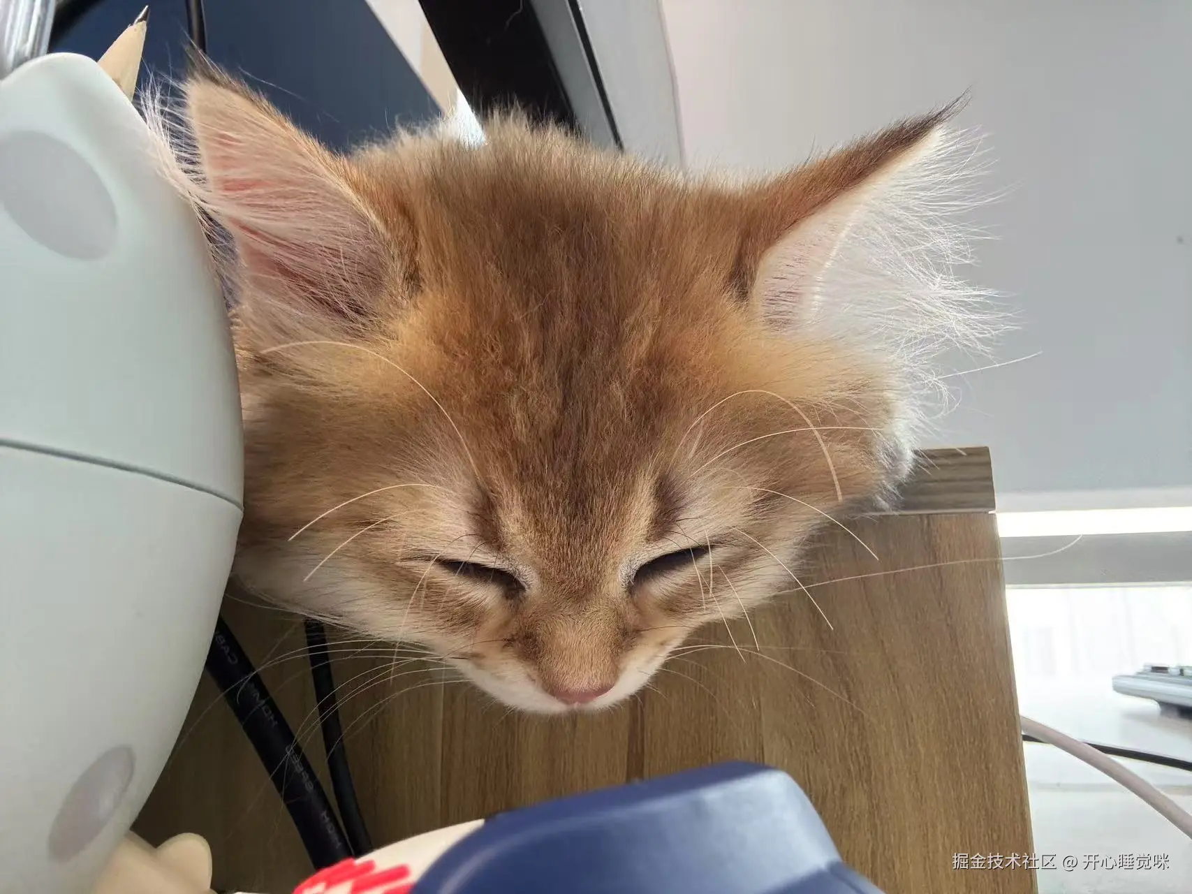 开心睡觉咪于2025-08-12 13:26发布的图片