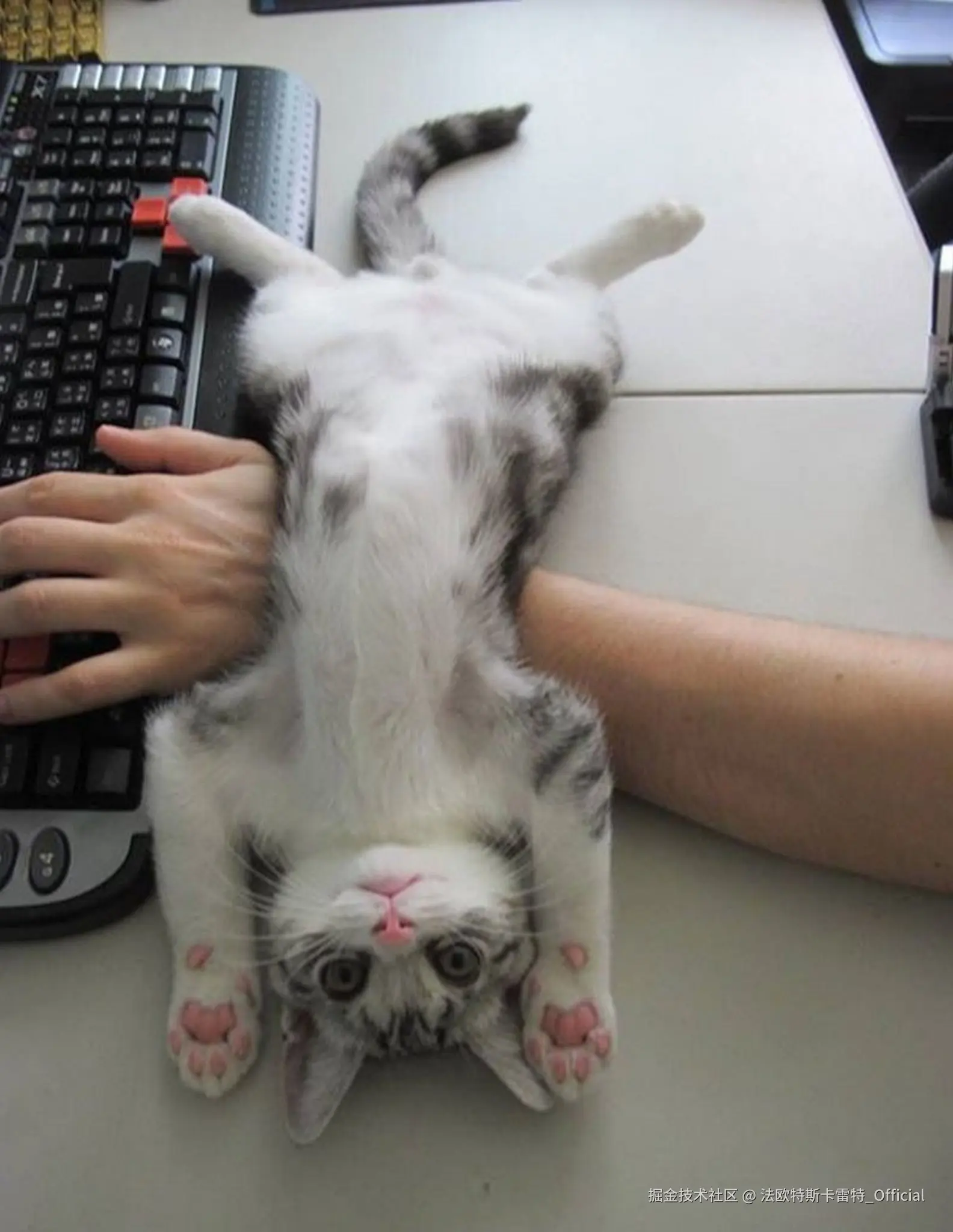 法欧特斯卡雷特_Official于2024-12-03 08:25发布的图片