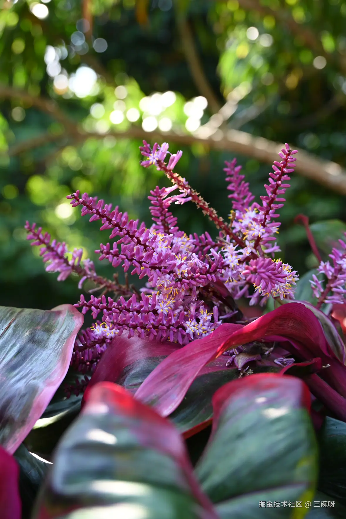 三碗呀于2024-12-16 10:36发布的图片