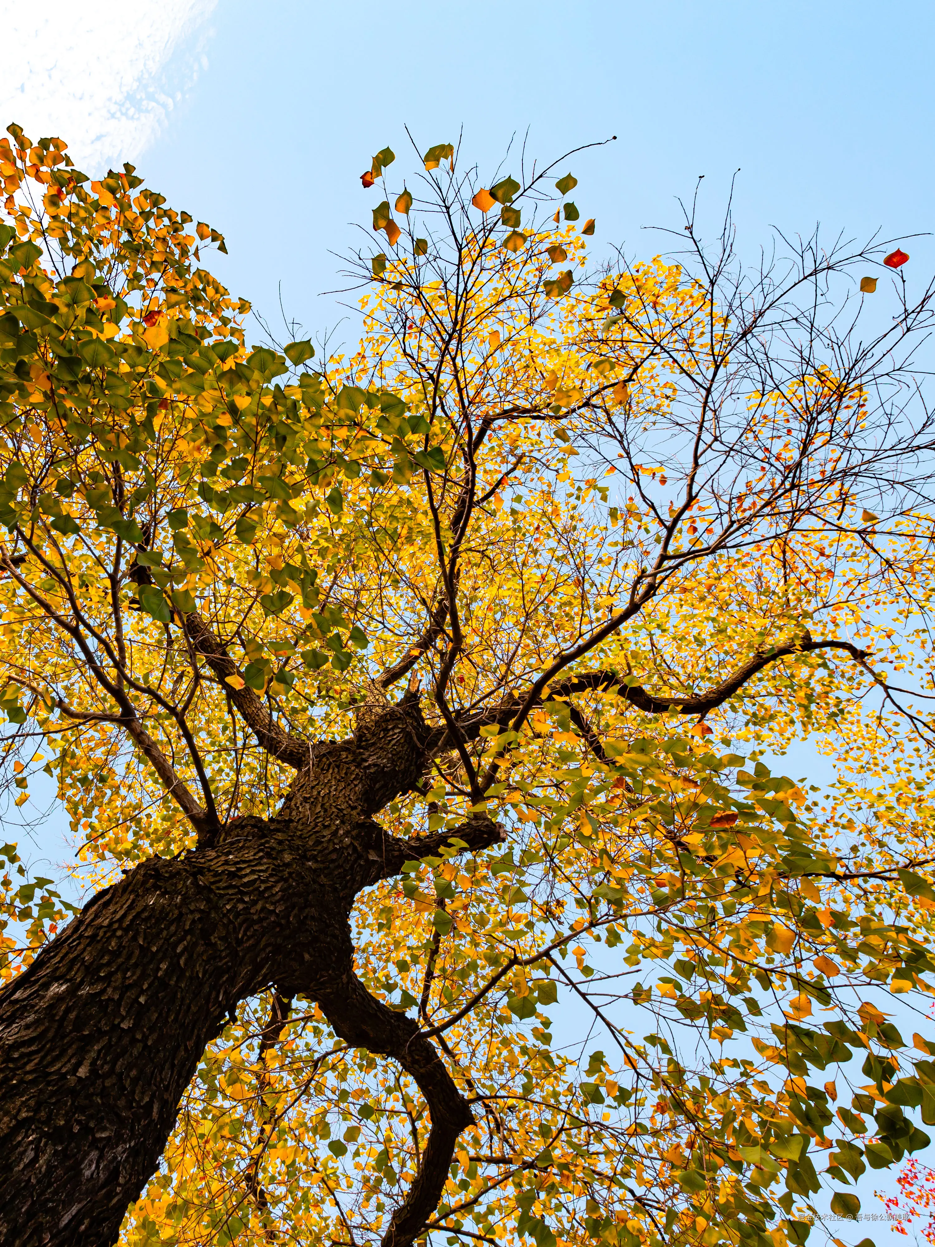 吾与徐公孰美耶于2024-11-11 09:49发布的图片