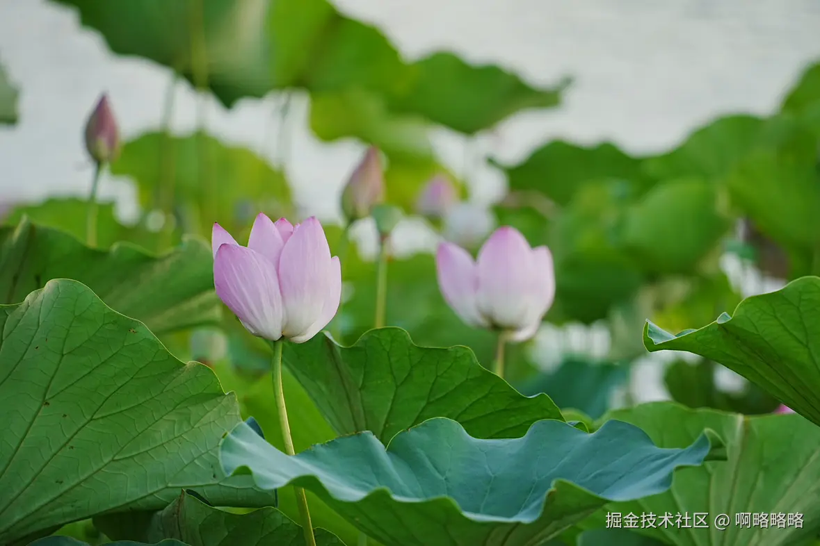 啊略略略于2025-07-07 16:37发布的图片