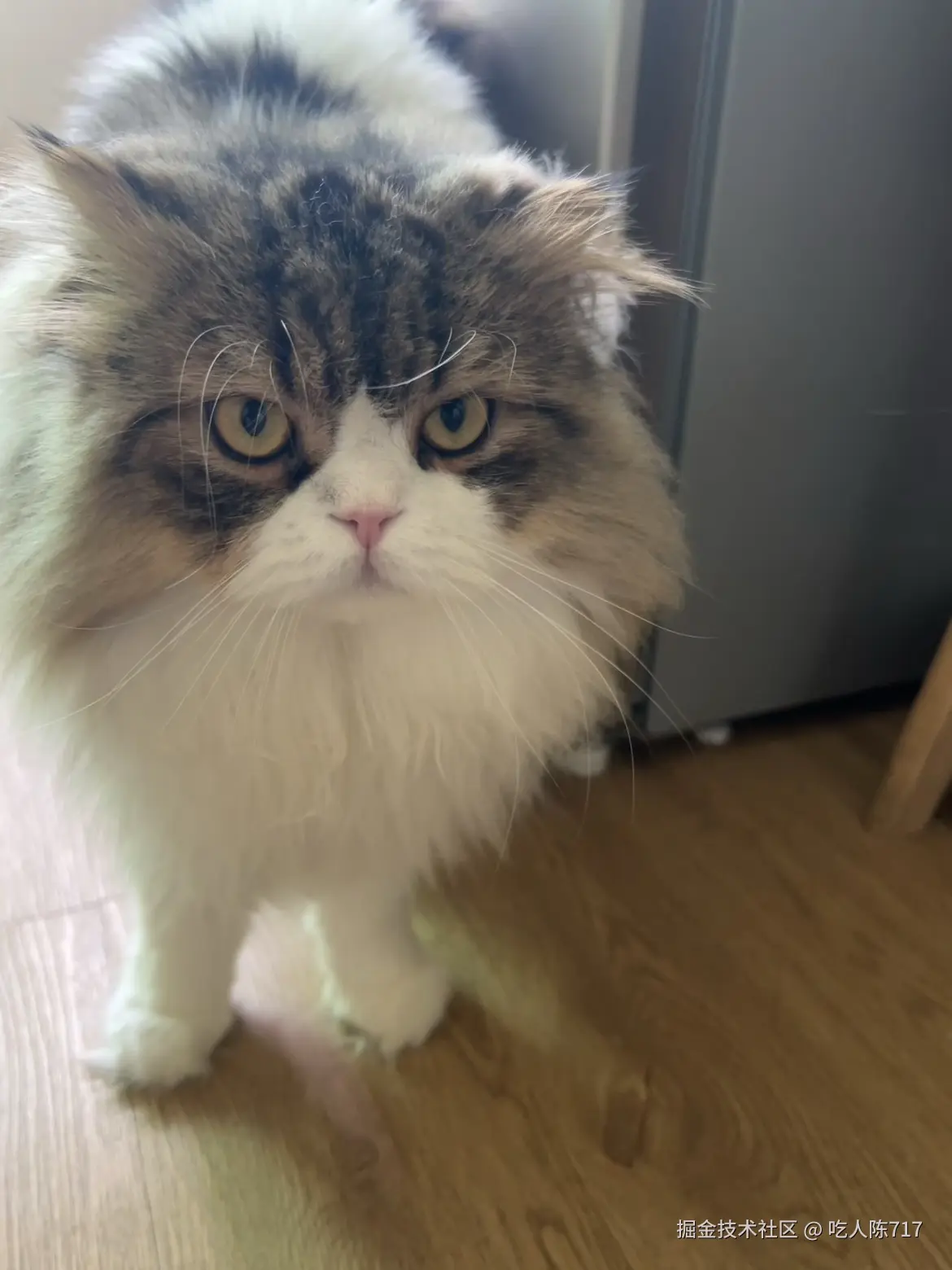 吃人陈717于2025-11-27 14:08发布的图片