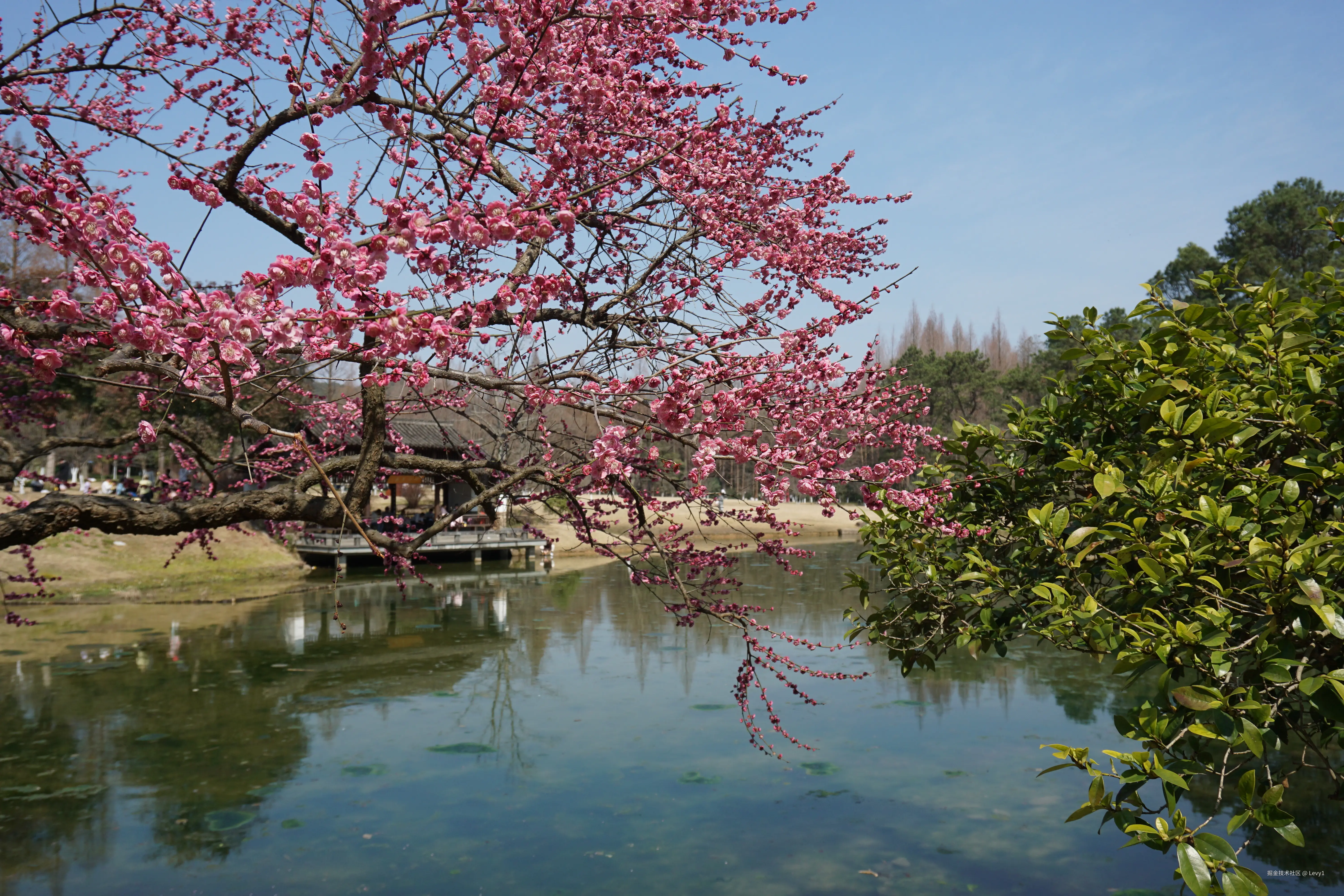 Levy1于2025-03-03 09:21发布的图片