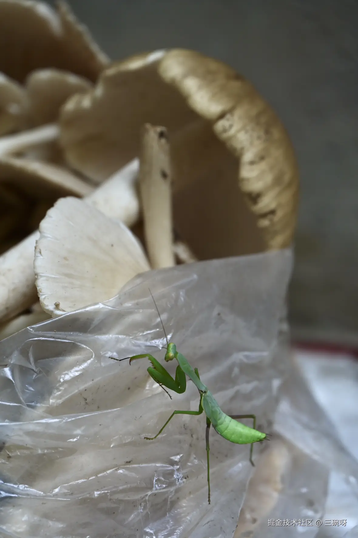 三碗呀于2025-08-18 09:50发布的图片