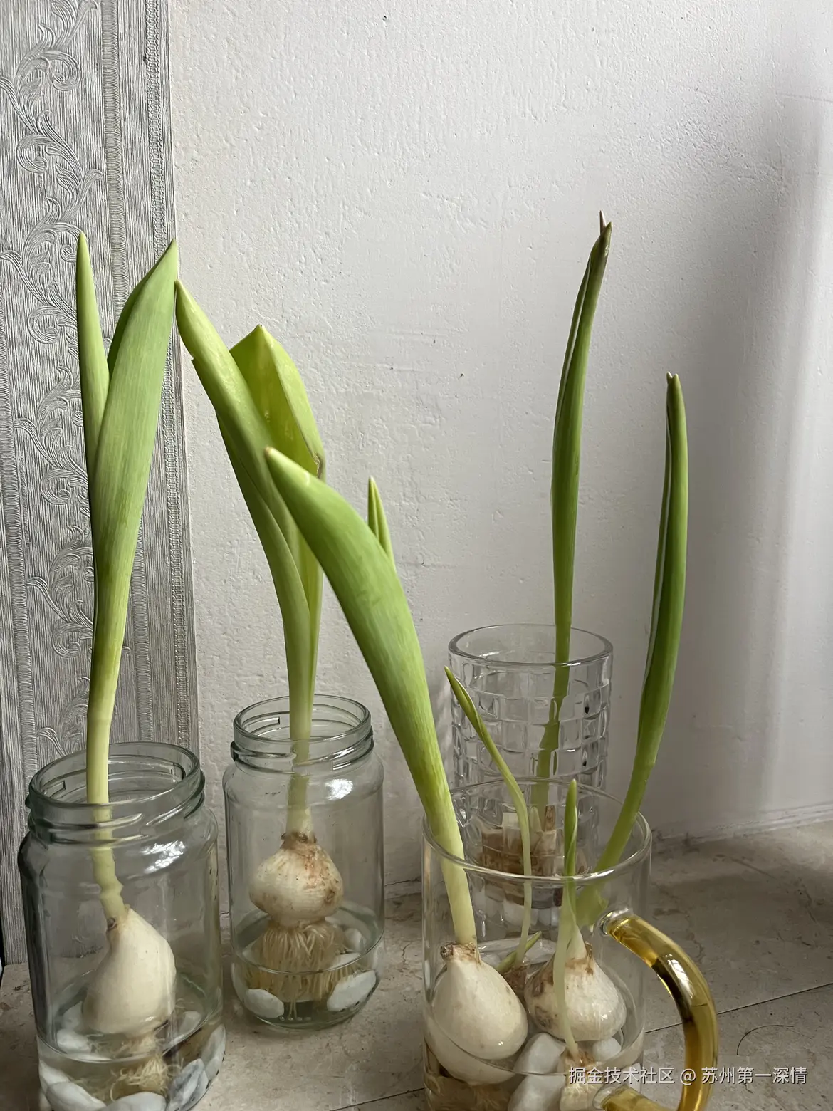 苏州第一深情于2025-03-29 08:30发布的图片