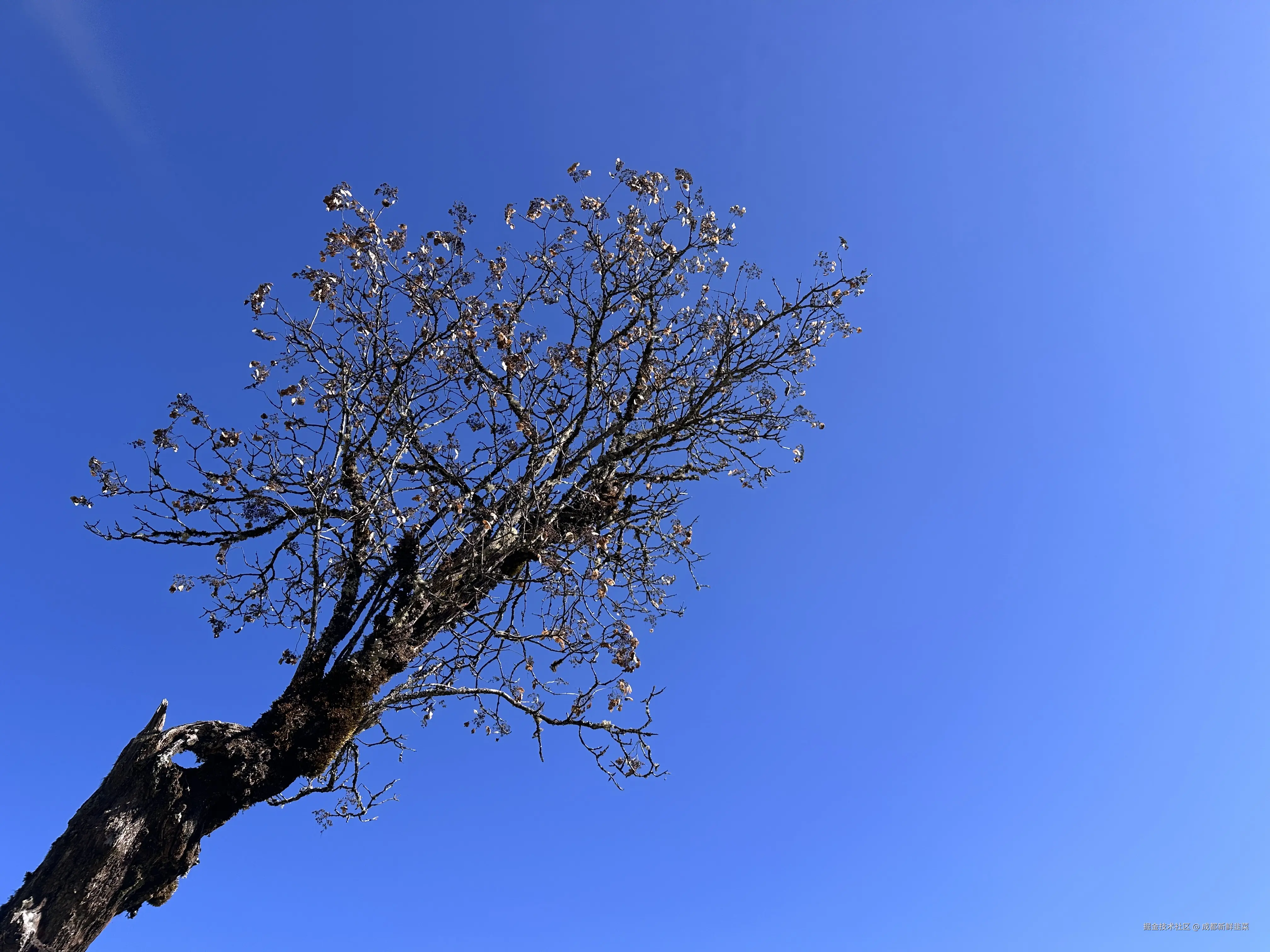 成都新鲜韭菜于2024-12-02 10:02发布的图片