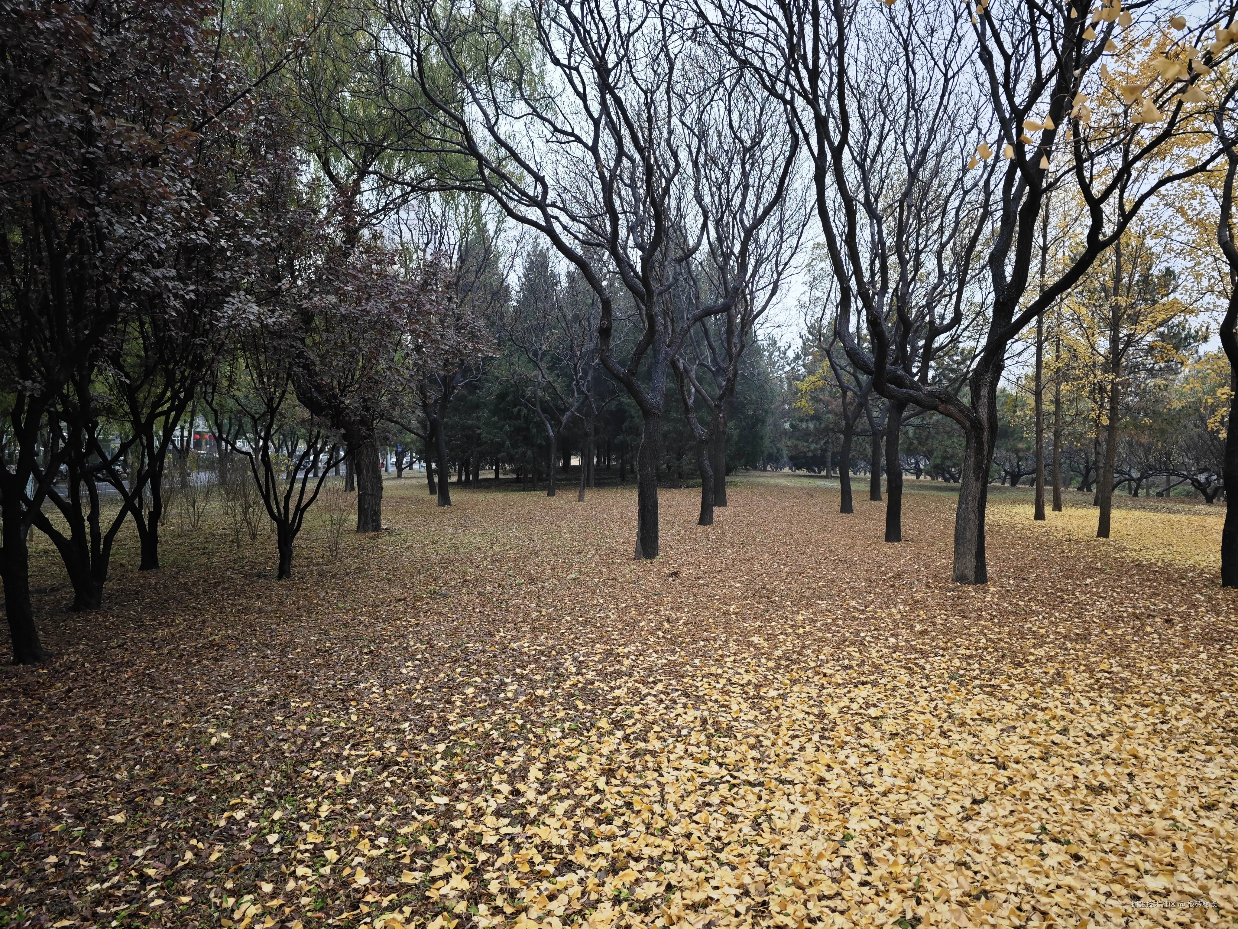 板砖村长于2024-11-14 11:12发布的图片