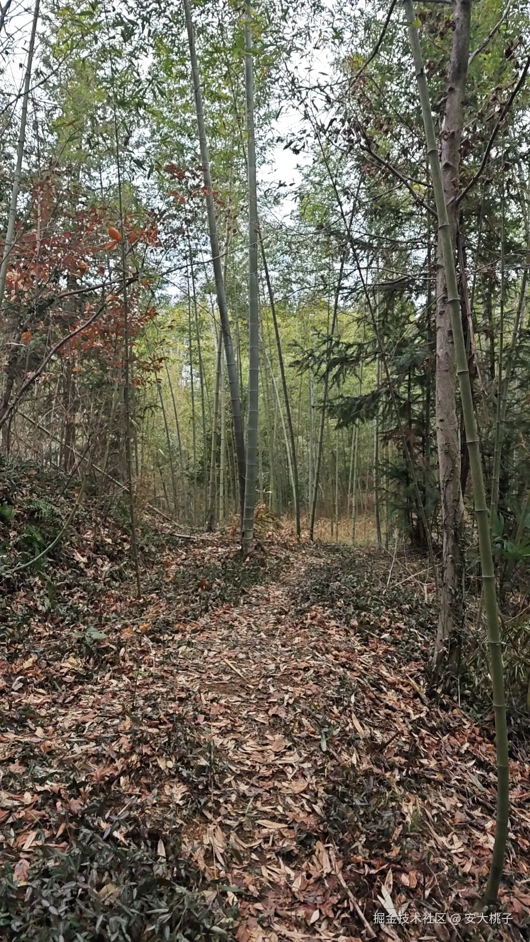 安大桃子于2026-02-17 16:49发布的图片