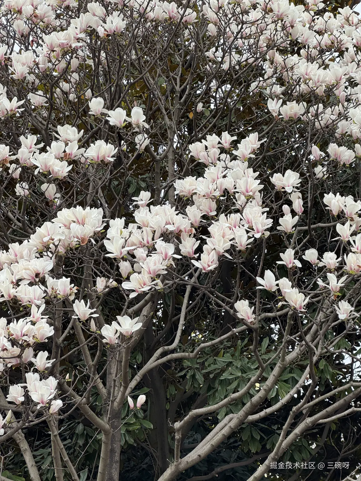 三碗呀于2025-03-17 17:49发布的图片