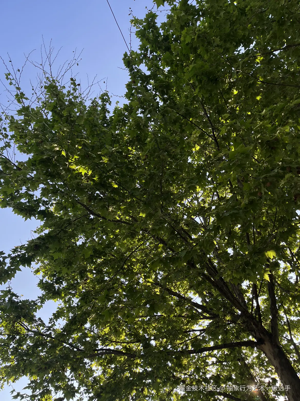 抽象行为艺术一级选手于2026-03-26 09:06发布的图片