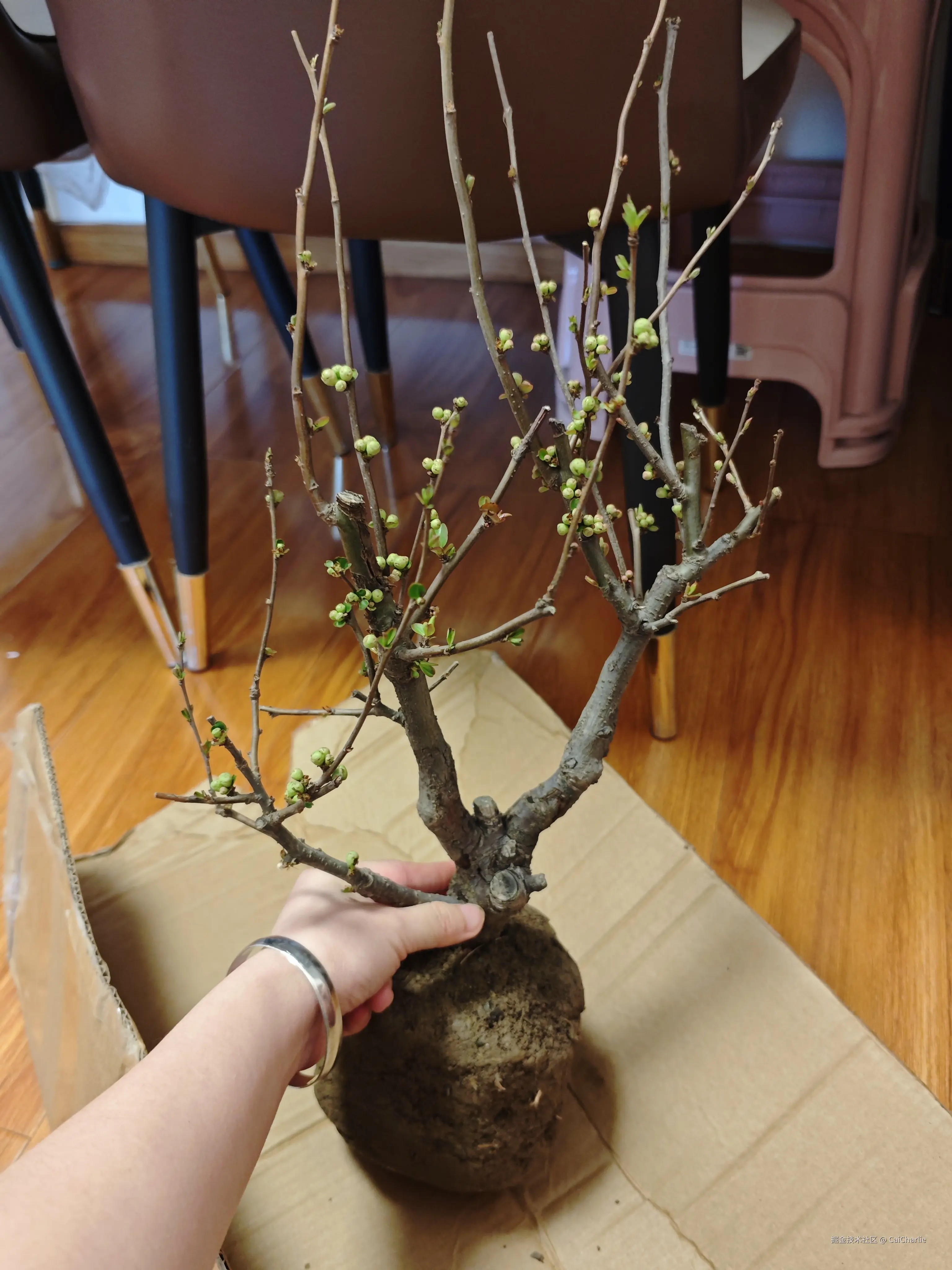 CaiCharlie于2026-03-25 12:20发布的图片