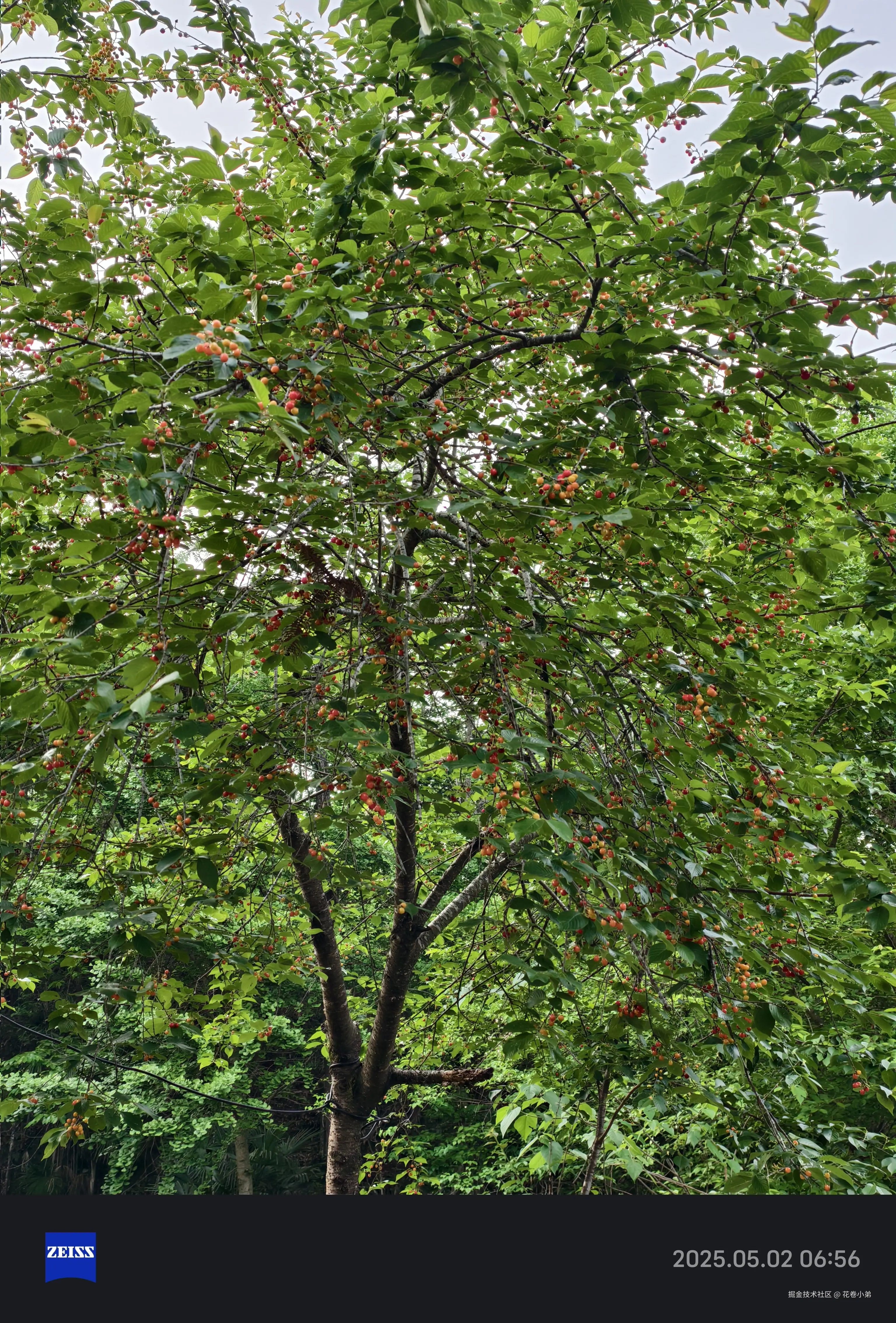 花卷小弟于2025-05-07 11:43发布的图片