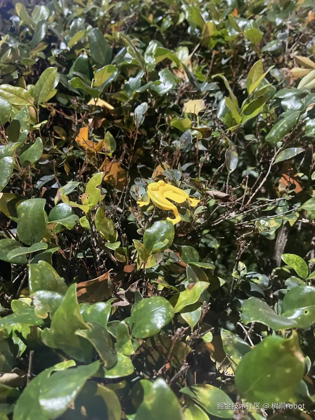 树洞robot于2024-12-17 13:09发布的图片