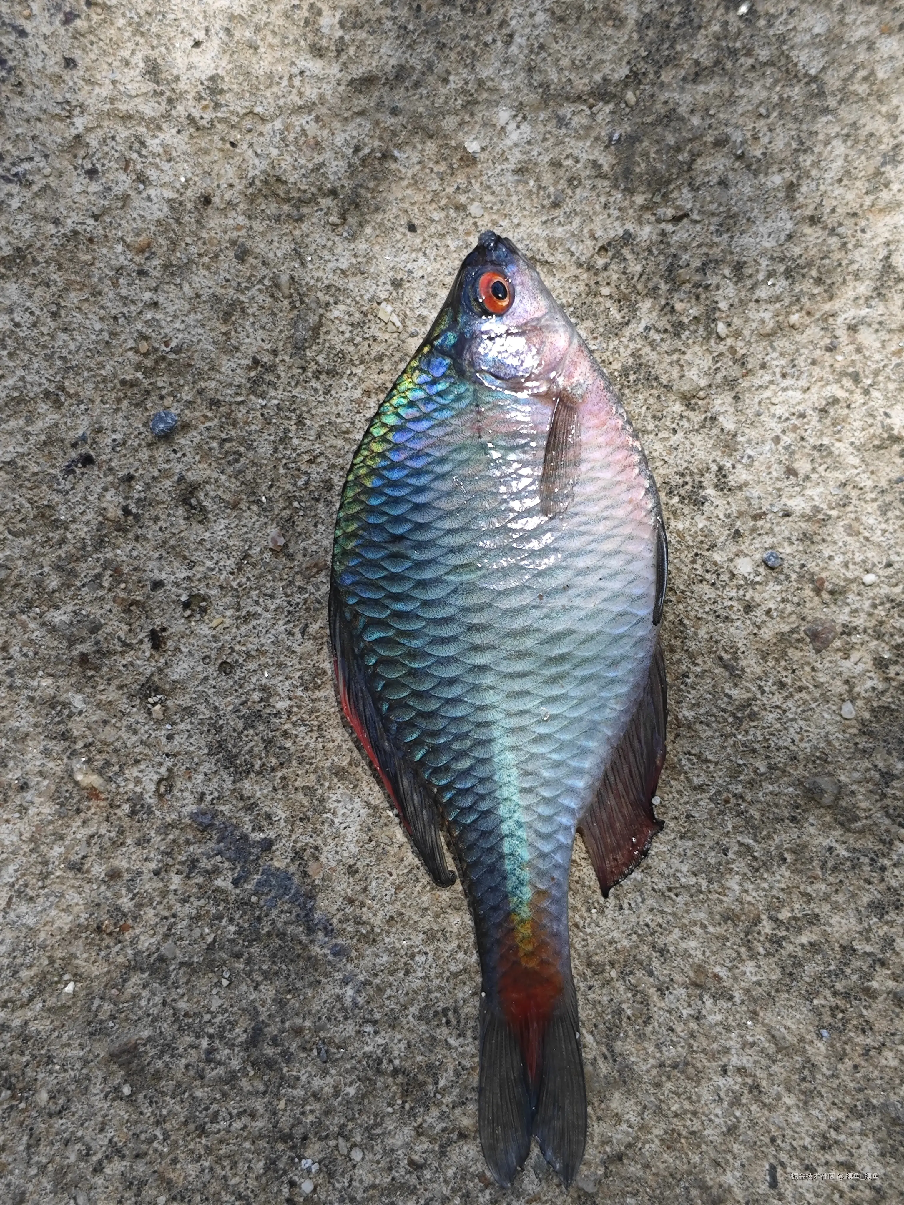 摸鱼_摸鱼于2025-05-06 19:11发布的图片