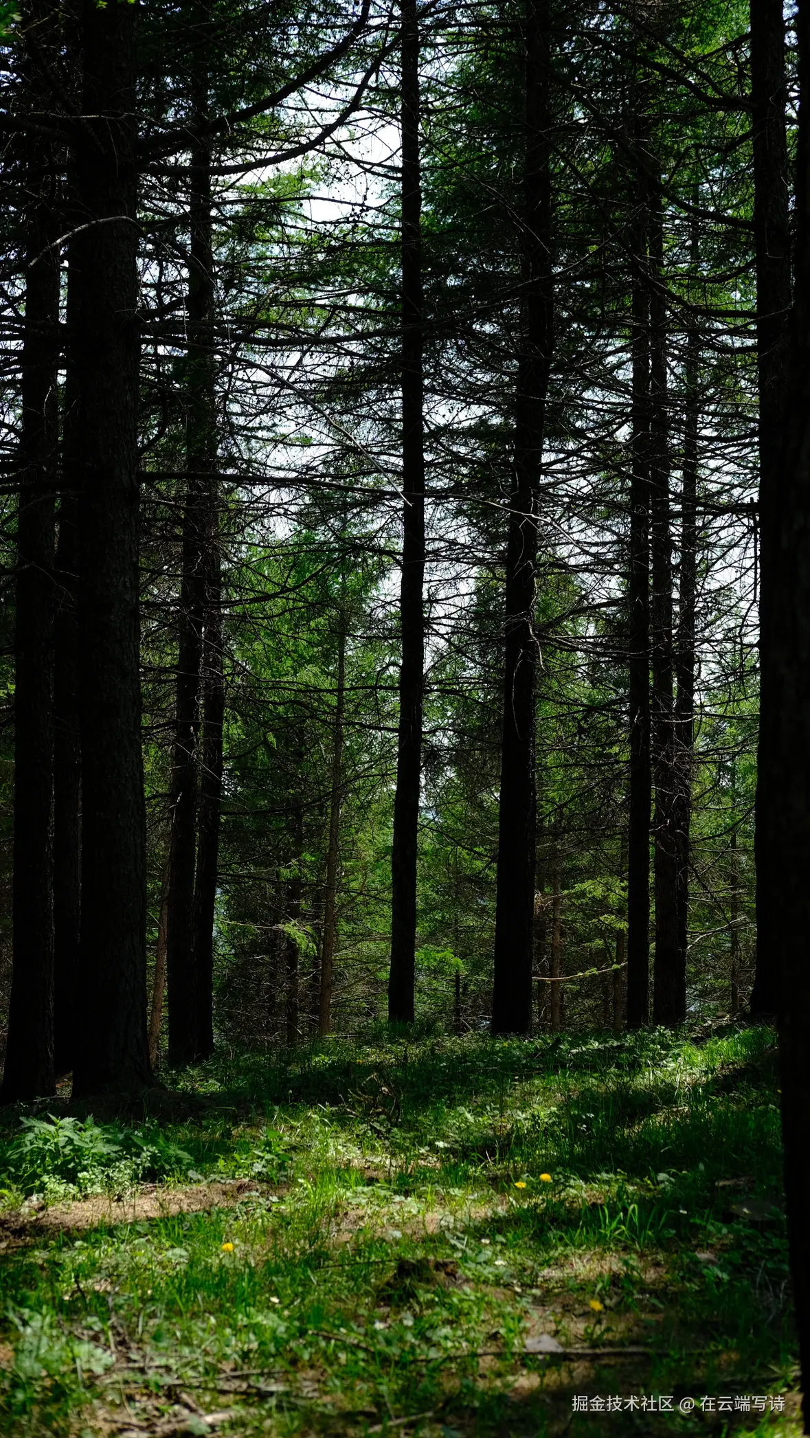 在云端写诗于2025-06-11 09:59发布的图片