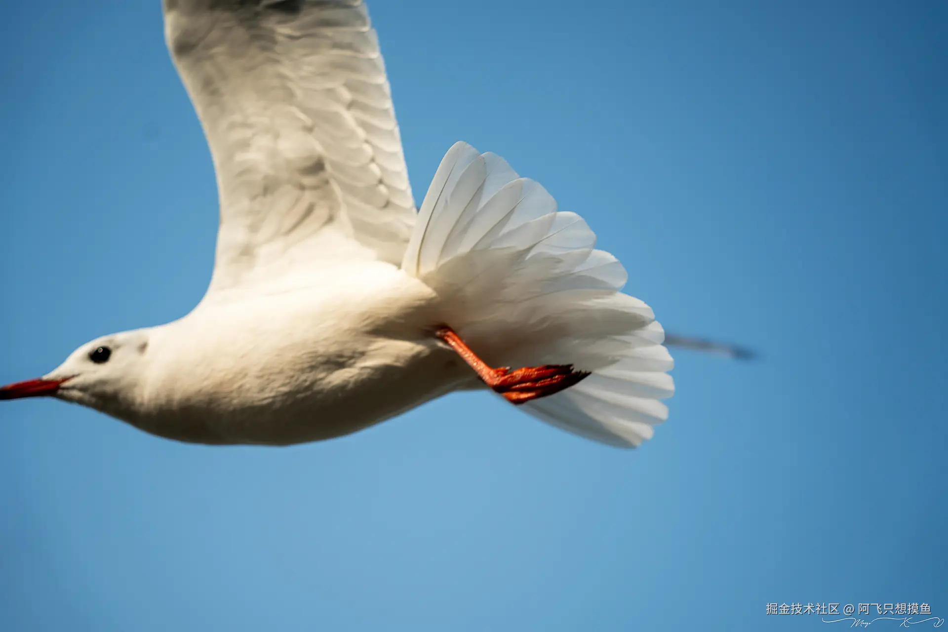 阿飞只想摸鱼于2024-12-20 10:23发布的图片