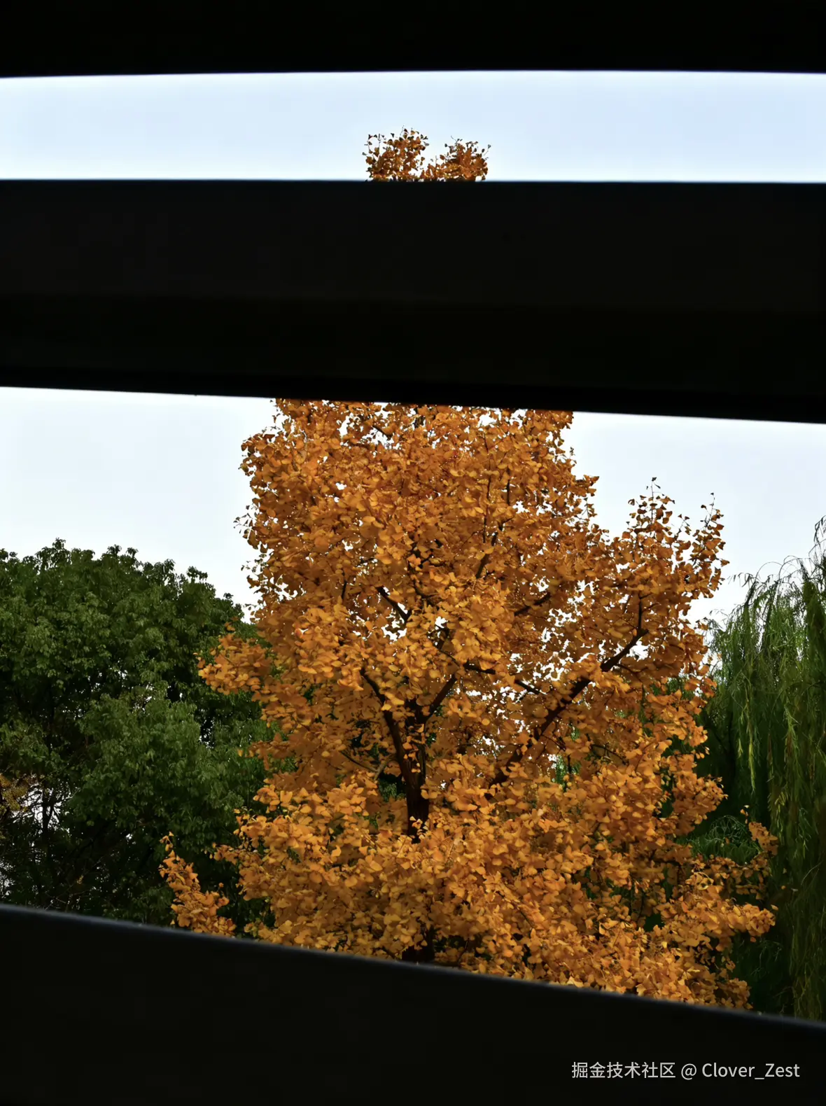 Clover_Zest于2025-12-08 10:12发布的图片