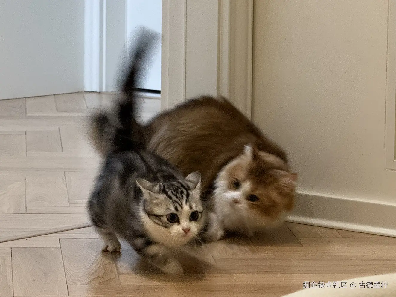 古德墨柠于2026-01-30 17:53发布的图片